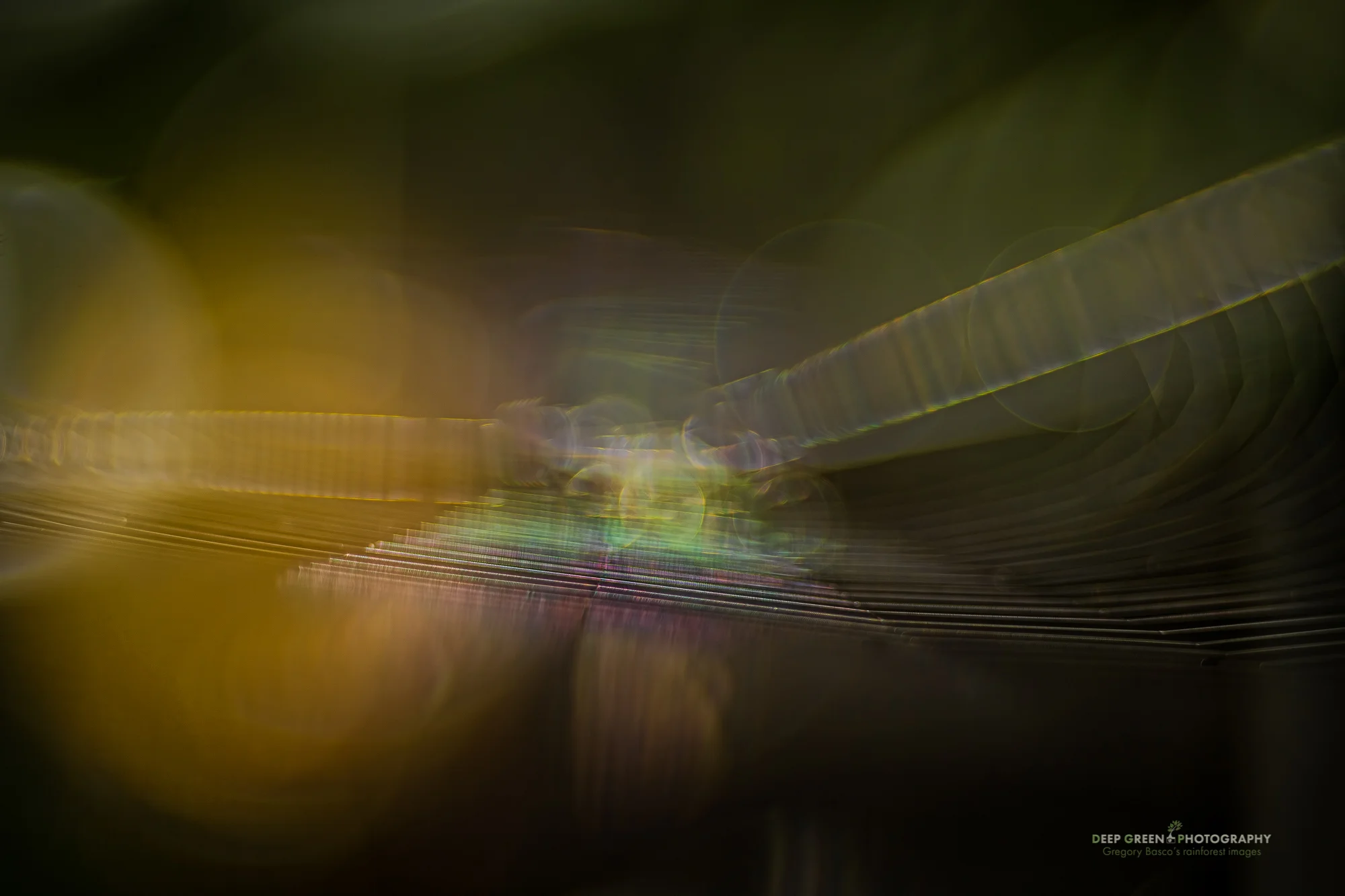 This tiny section of a spider web in a Costa Rican cloud forest showed off some amazing colors as the sun shone through it. I used a 100 mm lens with extension tubes and a wide aperture to capture this image.