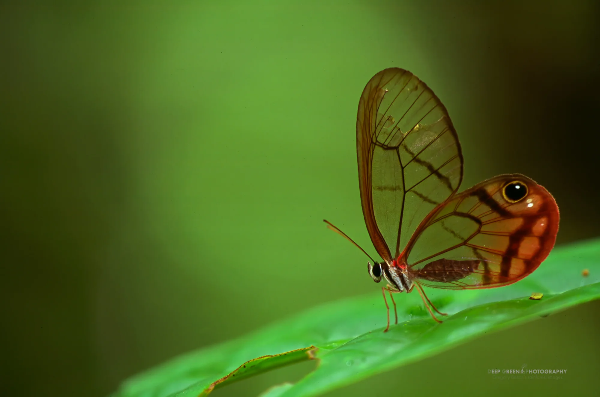 glasswing butterflies hide from predators by being transparent