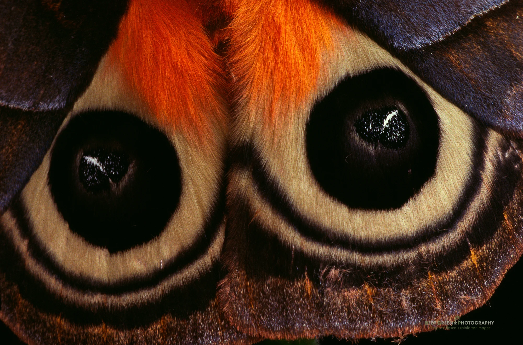eyespots on moth wings, cloud forest, Costa Rica