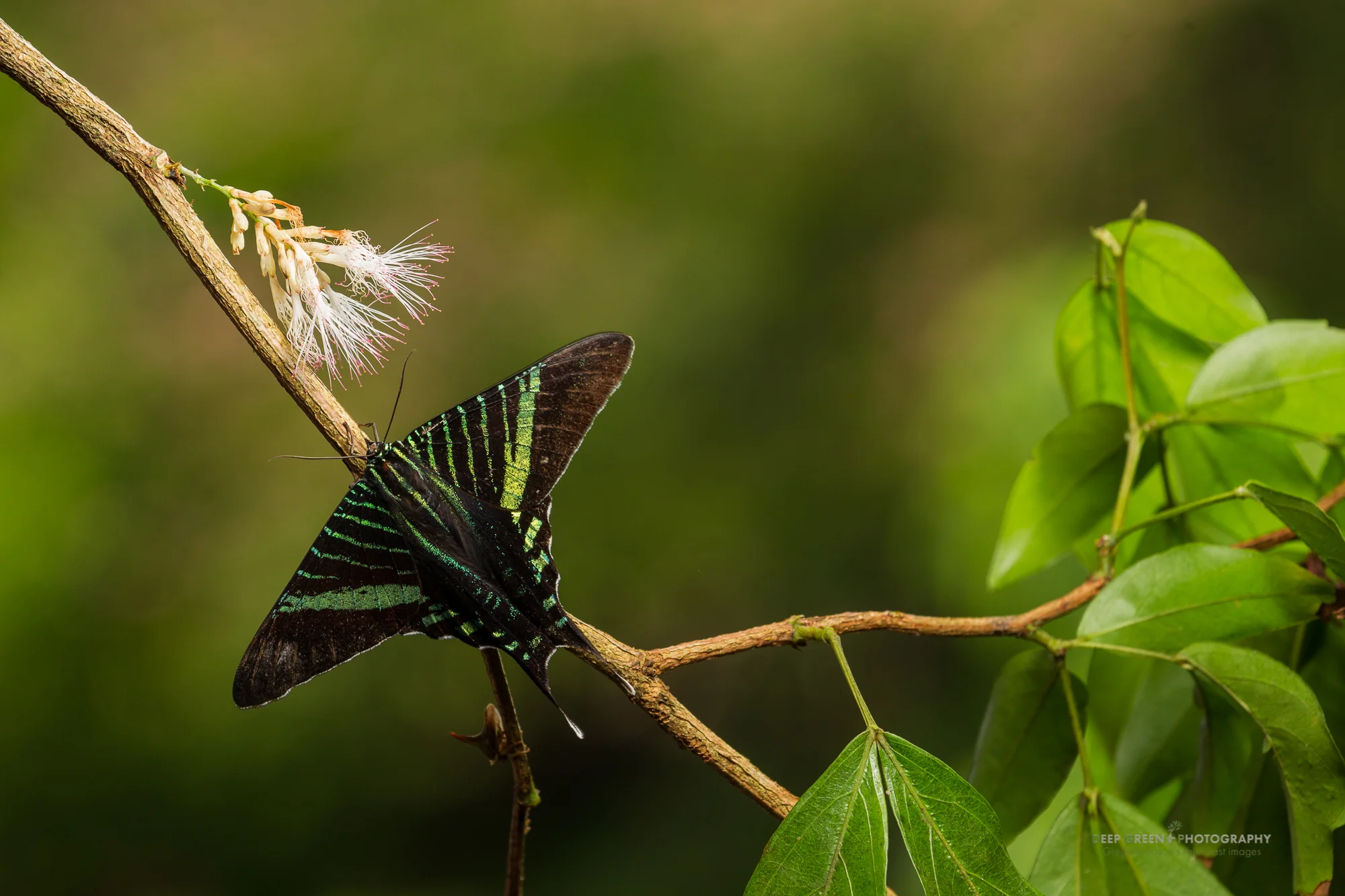 Urania moth feedng from an Inga flower