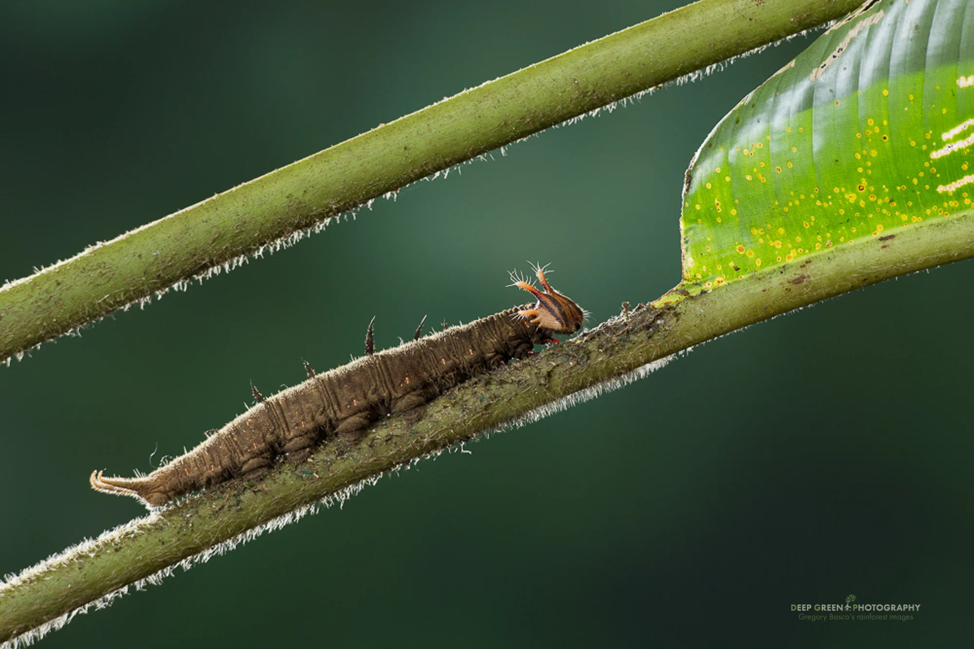 Owl butterfly caterpillars feed on heliconia leaves in the lowland rainforests of Costa Rica.