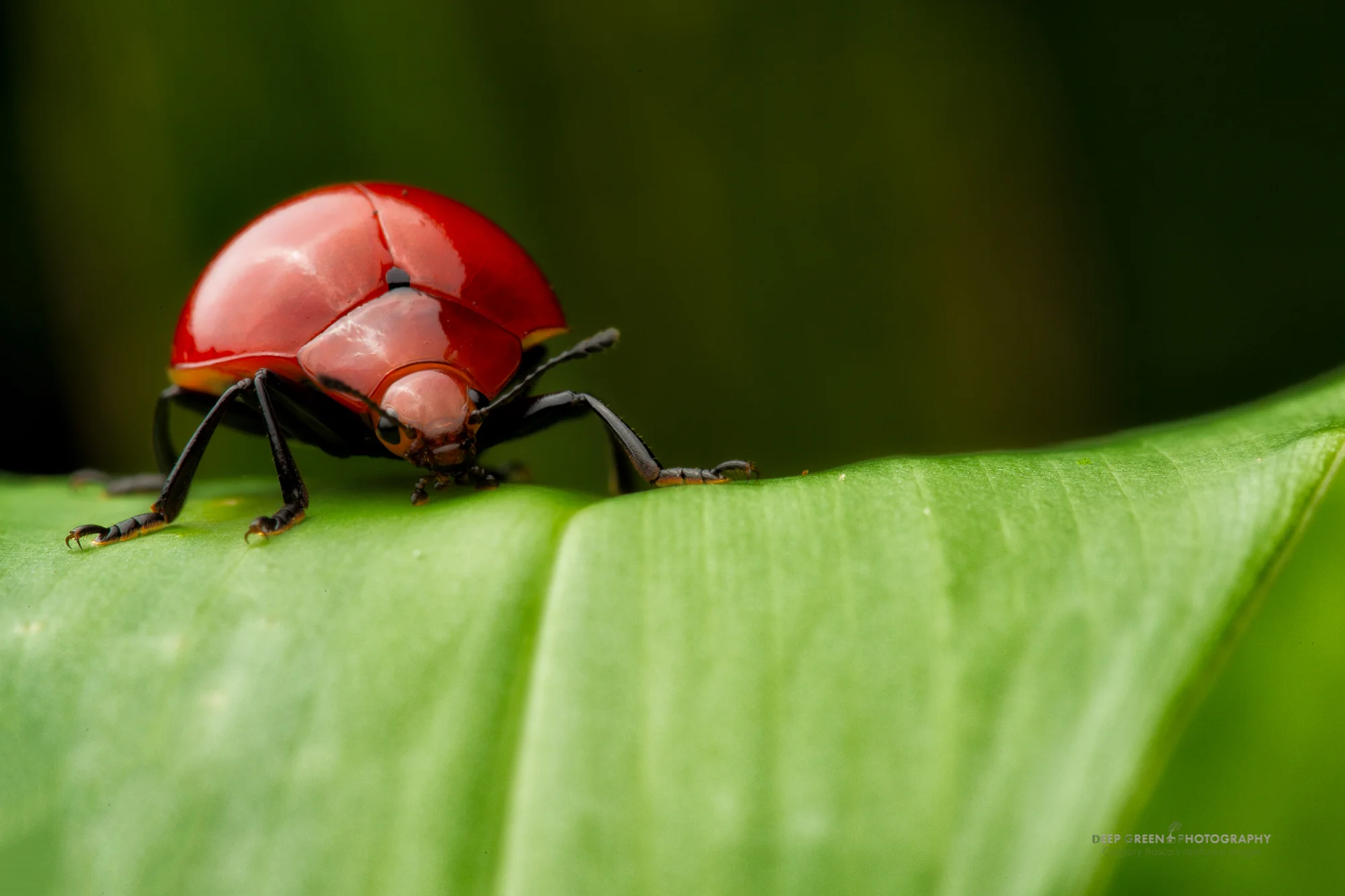 A shiny red beetle in a lowland Costa Rican rainforest.