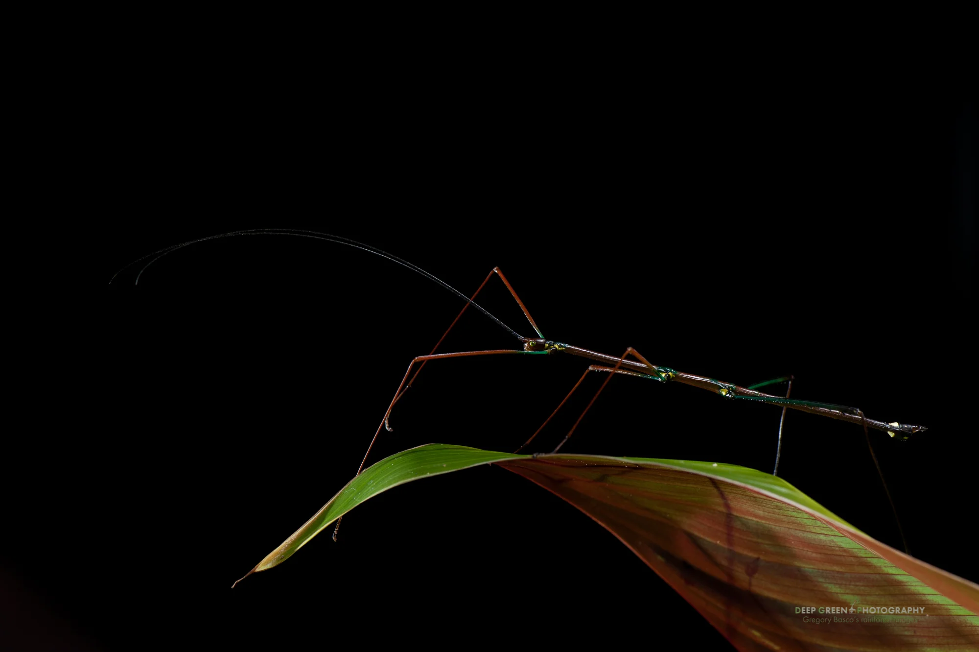 I photographed this psychadelic walking stick (a Phasmid insect that I've not been able to identify) at night in a cloud forest near the Tenorio Volcano National Park. Some estimates claim that Costa Rica may harbor upwards of half a million species of invertebrates; this is certainly one of the more striking species.