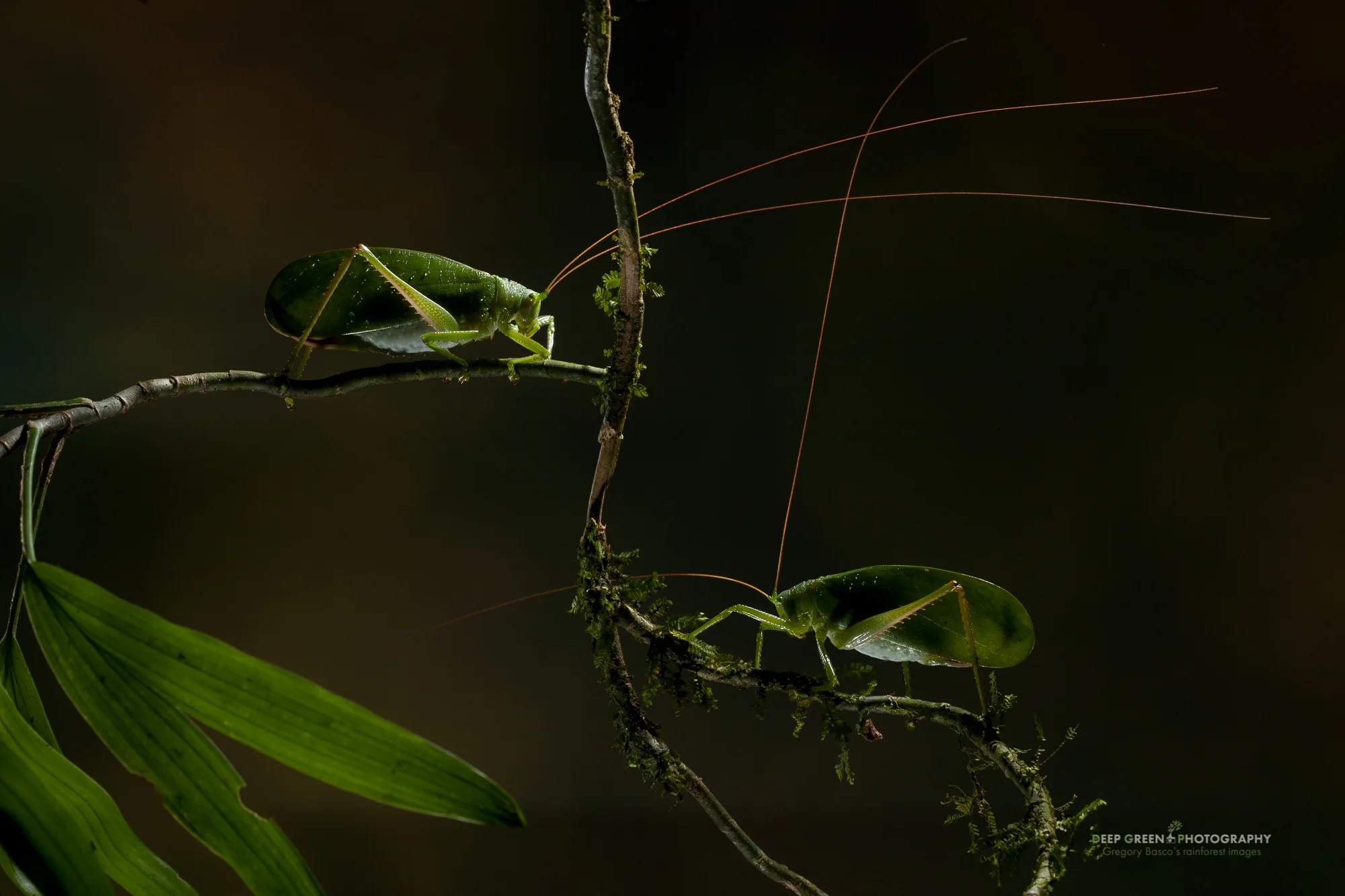 katydids in a forest near Tenorio Volcano National Park