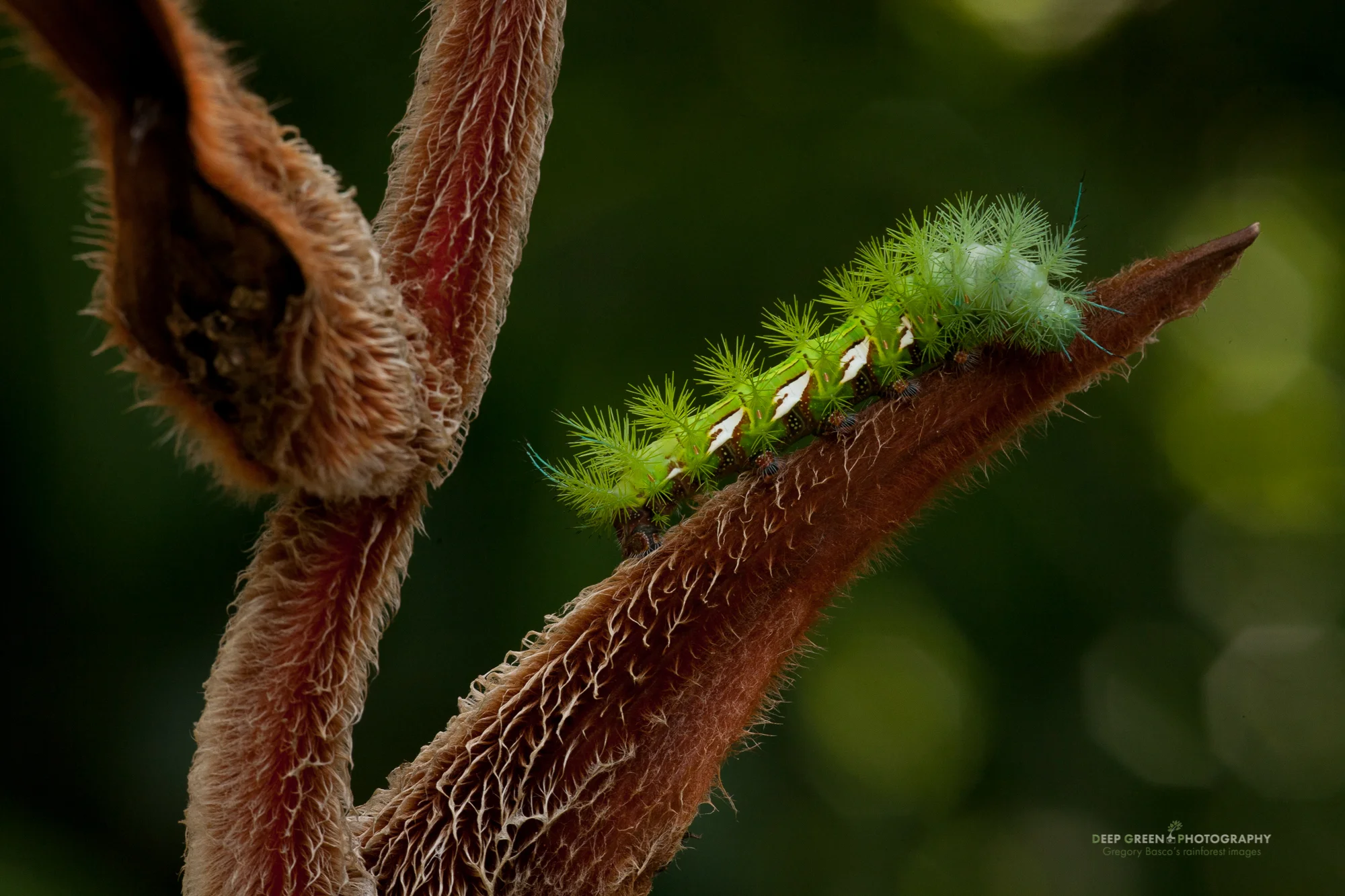 I/O moth caterpillar on a Heliconia in a lowland rainforest