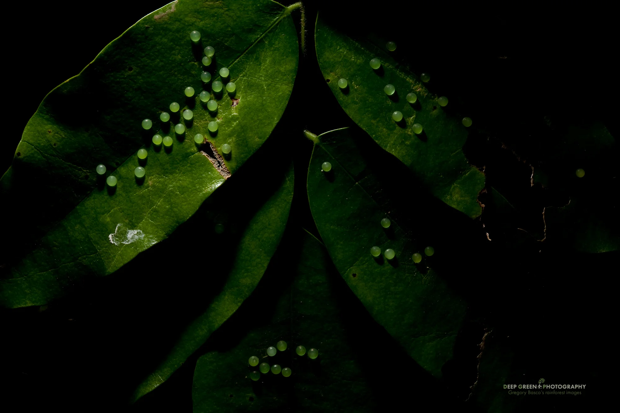 butterfly eggs on rainforest leaves