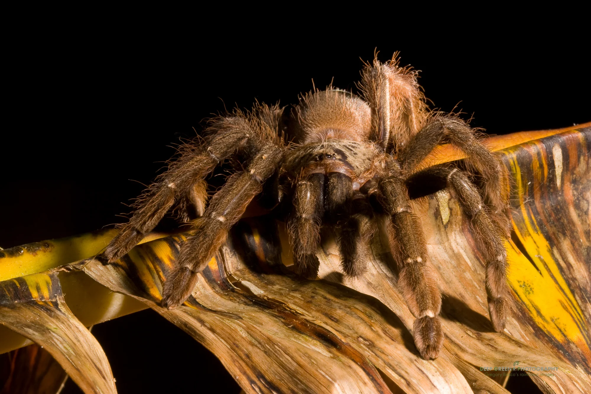 tarantulas hide themselves well on dead leaves that fall to the forest floor, Heliconias Lodge forest reserve, Costa Rica