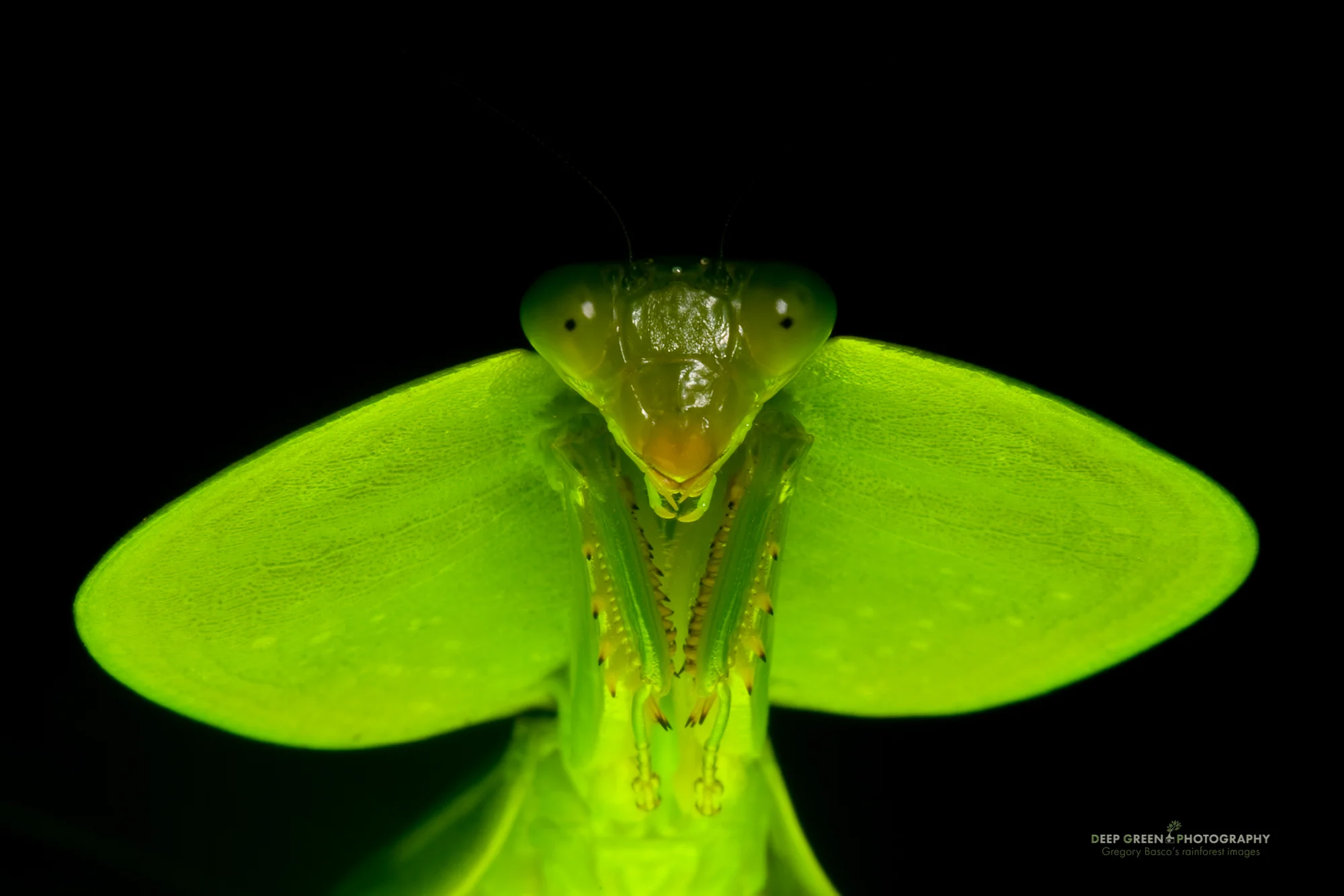 praying mantis