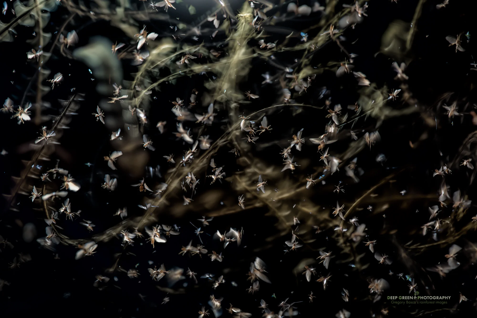 emergence