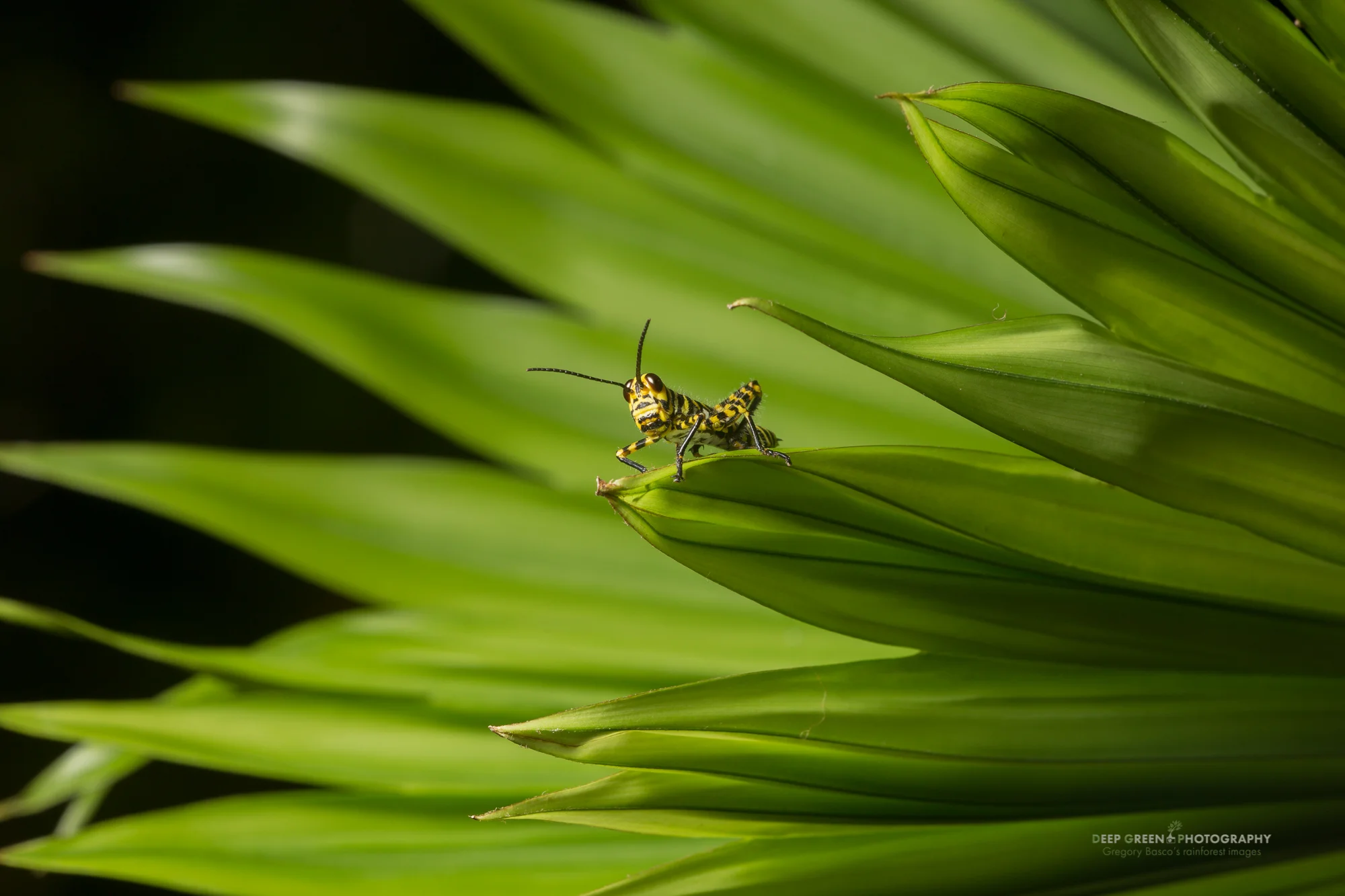 a bizarre grasshopper on a panama hat palm leaf on Costa Rica's sourthern Pacific coast