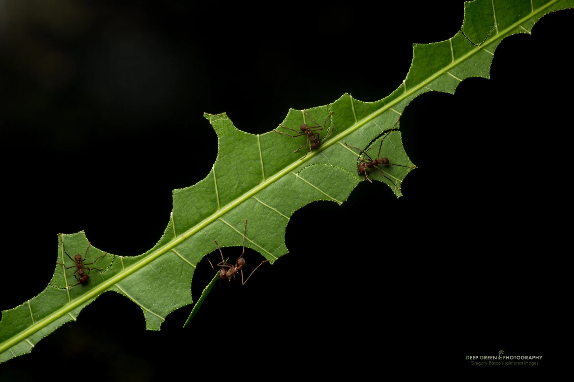leafcutter ants