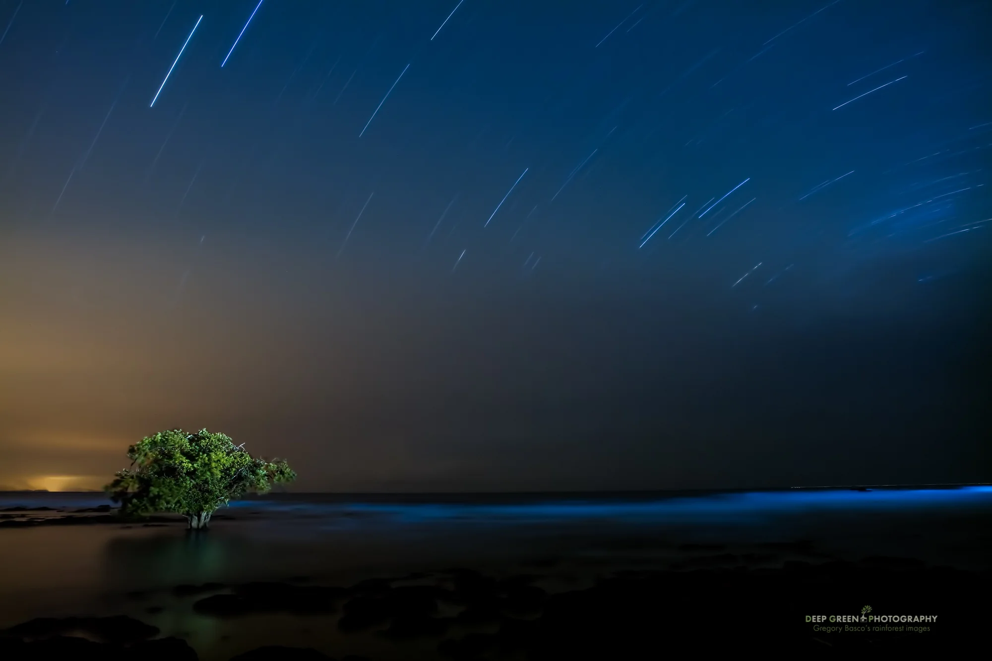 Mangrove tree and bioluminescent dinoflagellates in the Pacific Ocean near Cabo Blanco Refuge