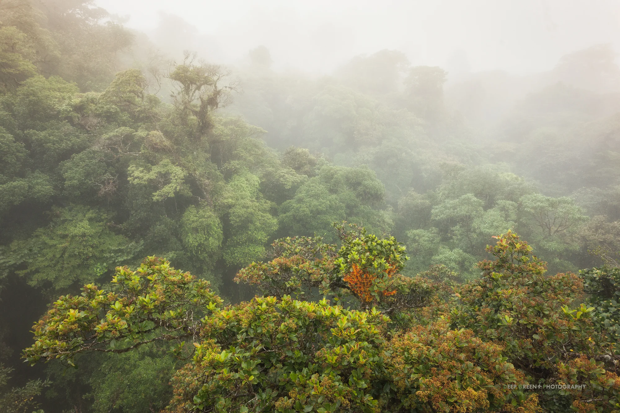 cloud forest canopy in Monteverde