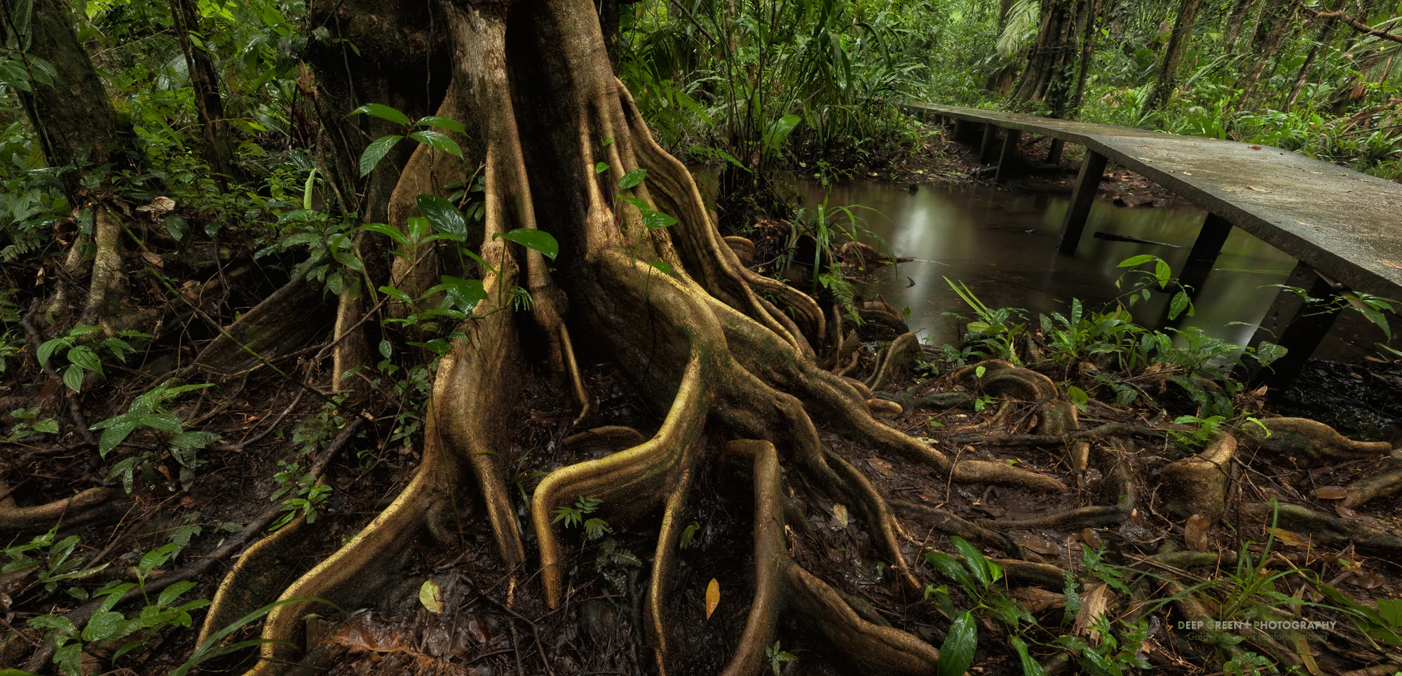 an elevated walkway in the swampy rainforest at Evergreen Lodge in Tortuguero