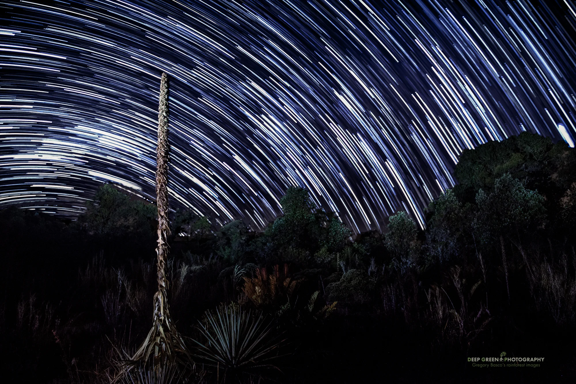 A long exposure produced star trails as a Puya bromeliad stands out against a starry sky in a highland bog at 10,000 feet on a cold night in Tapanti National Park