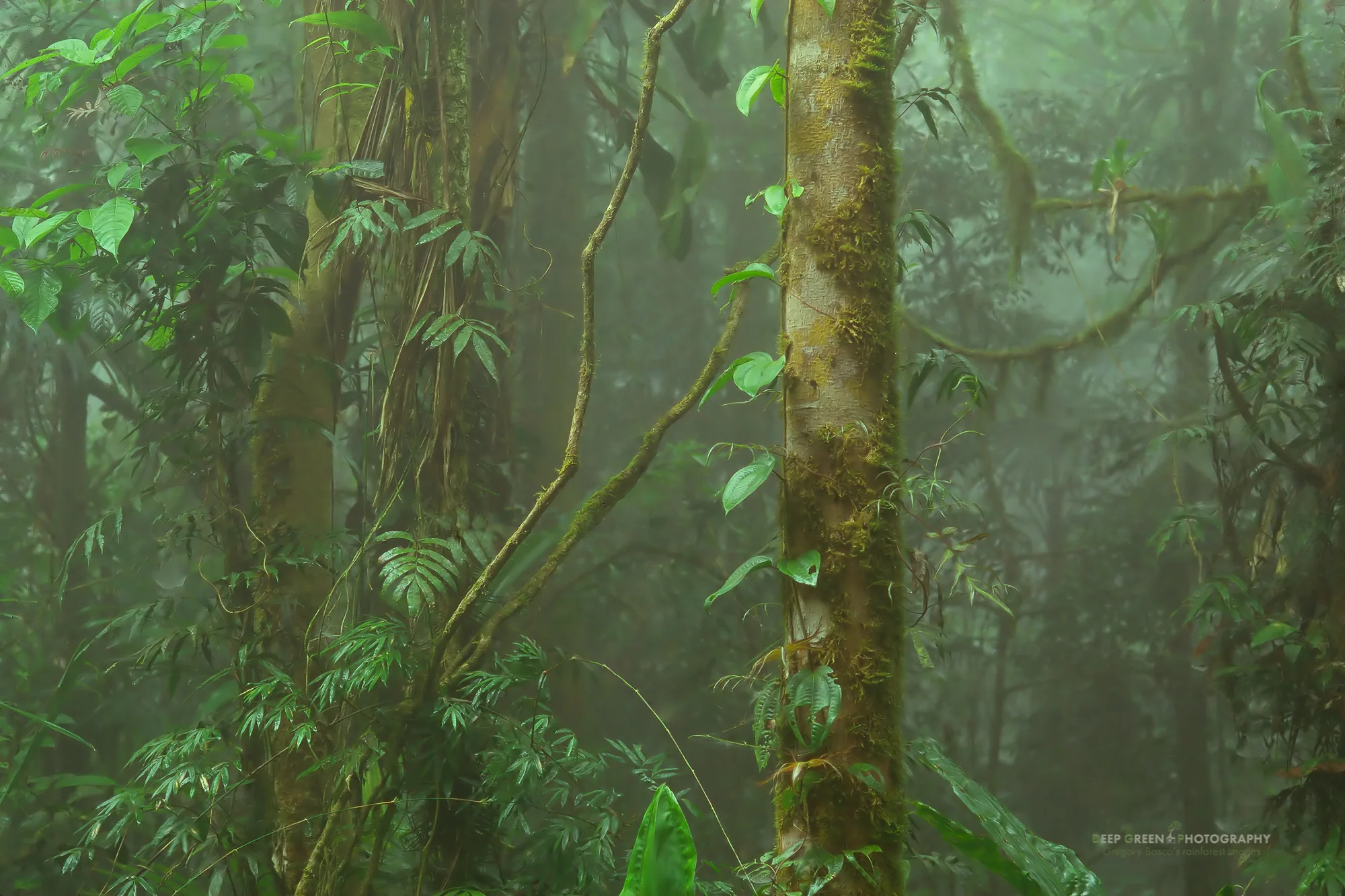 Cloud forest interior in Juan Castro Blanco National Park. The EXIF data don't show up because this was taken with film. If I remember correctly, I used a Canon Elan 7, Canon 100 mm f2.8 macro lens, f8 or so for around a second, tripod, mirror lockup. I was photographing a bug or something with my macro lens when the sun suddenly broke through the mist, giving the forest behind me a beautiful, painterly light. I whirled around quickly and took this shot. Seconds later the diffused sunlight was gone.