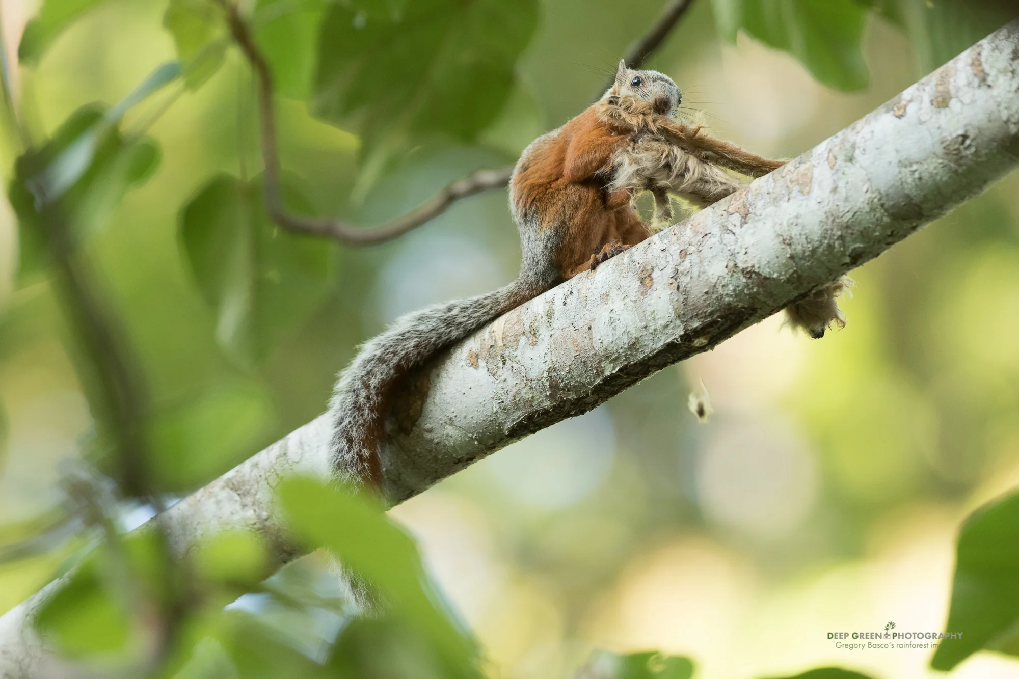 a variegated squirrel eating the seeds of a balsa tree