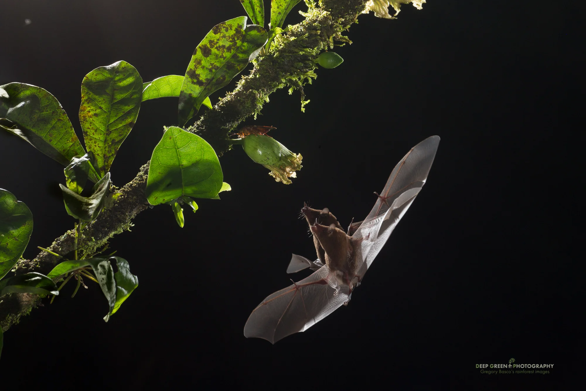 Pallas' long-tongued bats pollinate a Calabash tree flower in a lowland rainforest