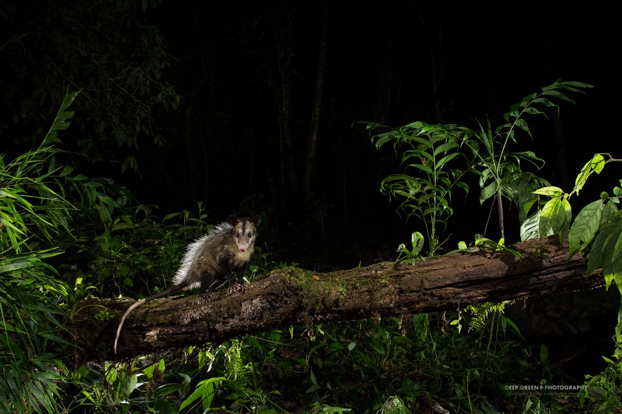 A common opossum captured with a remote camera trap at night in the Bosque de Paz Cloud Forest Reserve