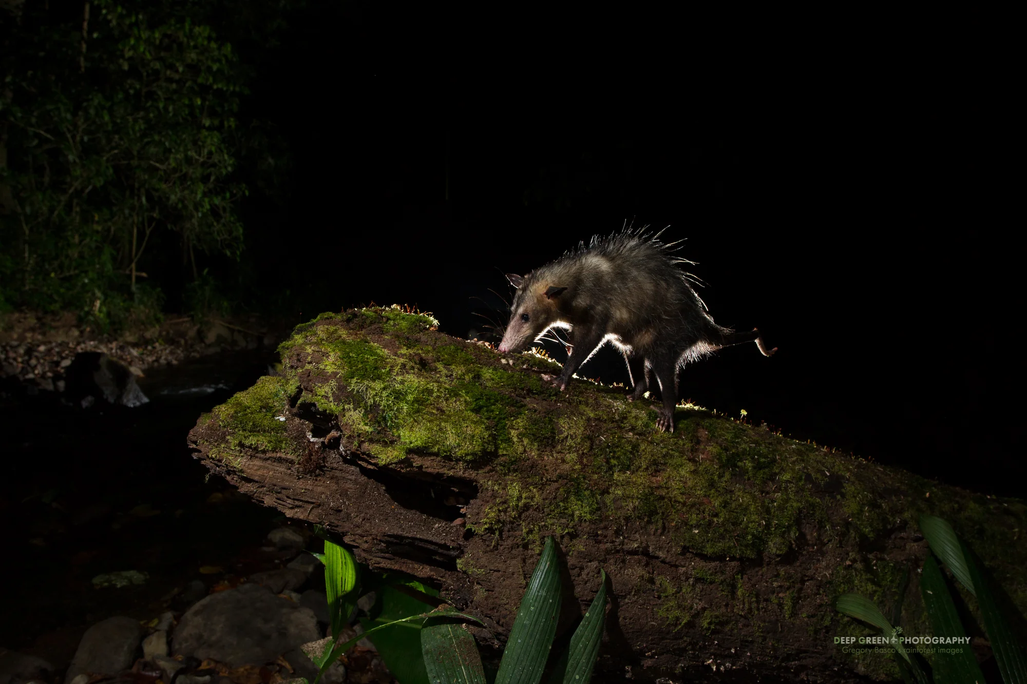 A common opossum eating ants on a tree trunk at night in the Bosque de Paz Cloud Forest Reserve