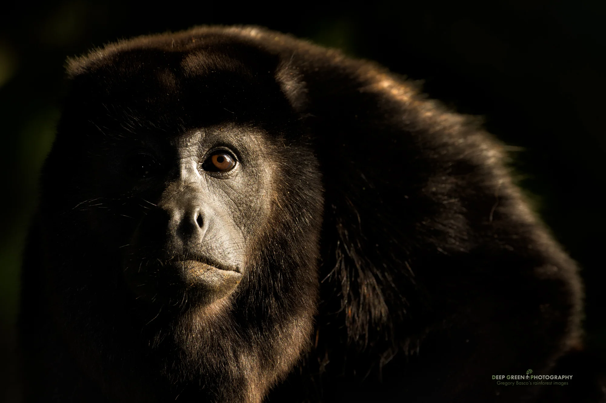 late afternoon light makes for a classic composition with a curious howler monkey