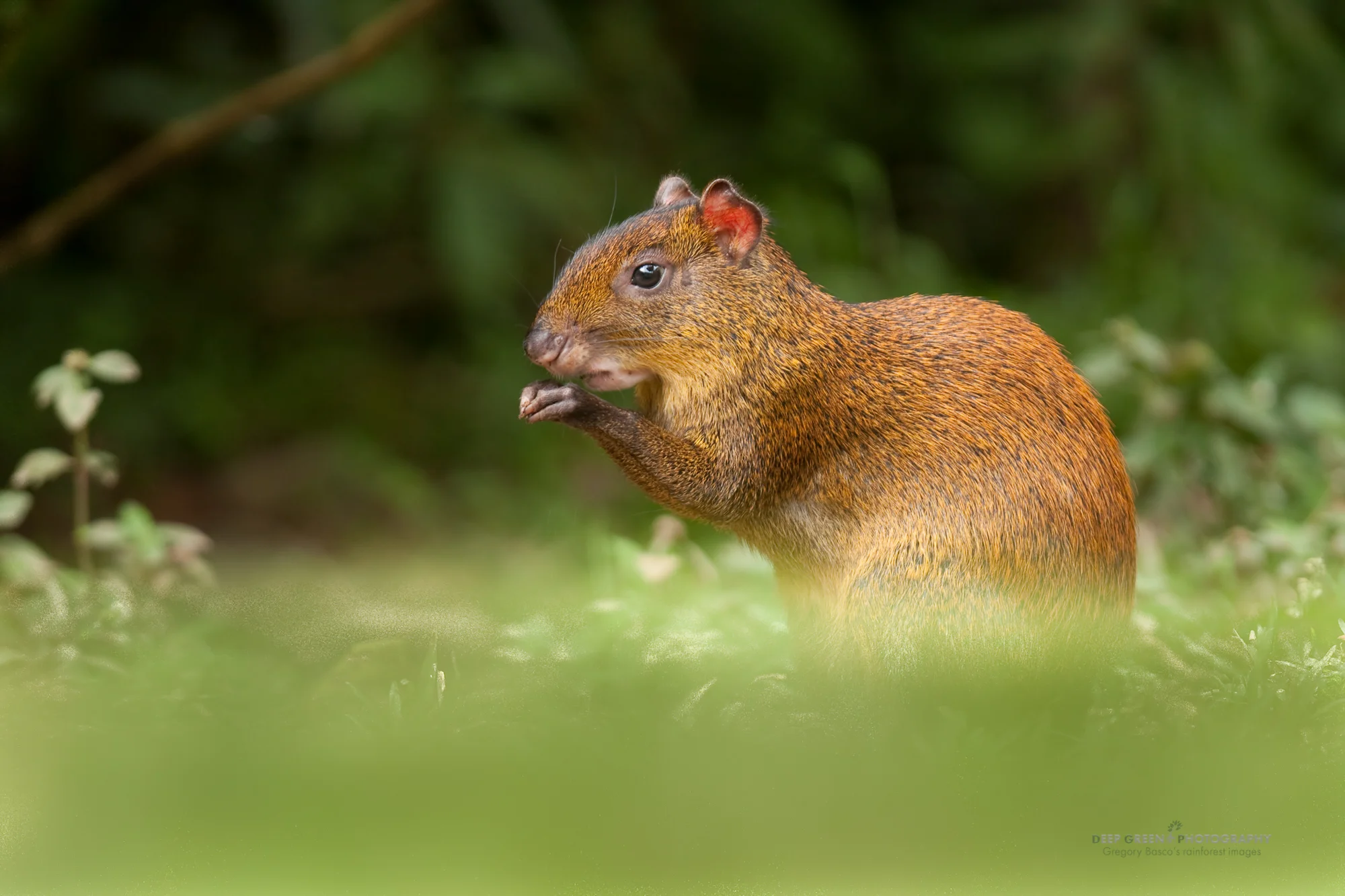 agouti, an important disperser of seeds in rainforests and cloud forests