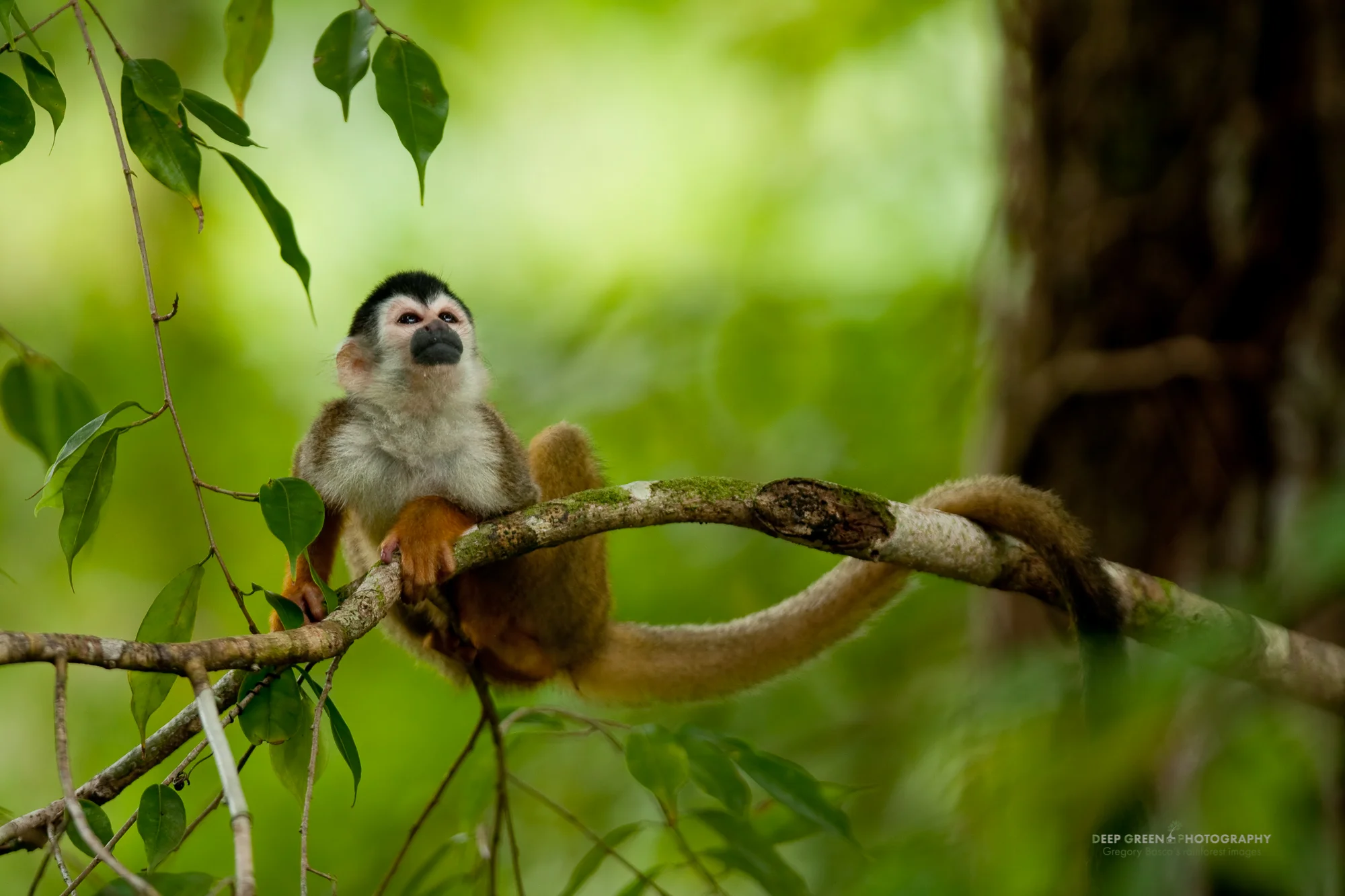 Native only to Costa Rica and Panama, the Black-crowned Central American Squirrel Monkey (Saimiri oerstedii ssp. oerstedii) is classified as endangered by the IUCN.