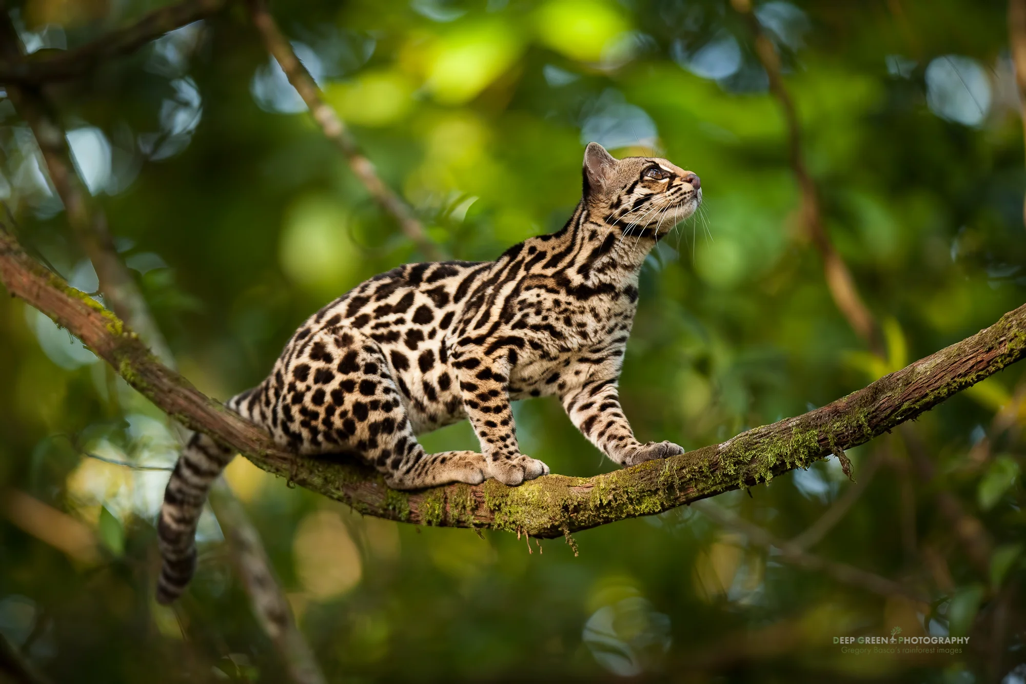 The margay (Leopardus wiedii) is listed as near threatened by the IUCN. I was lucky to capture this image of a young margay on a liana in a rainforest on the outskirts of the Arenal Volcano National Park. This individual's mother was killed by hunters, and the young female was confiscated from the hunters and released back into the wild.