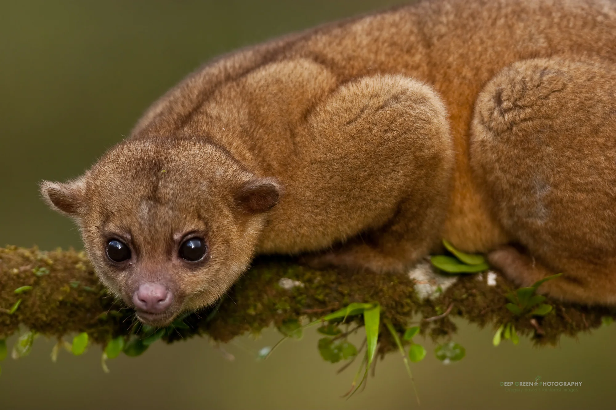 Kinkajou (Potos flavus), Costa Rica