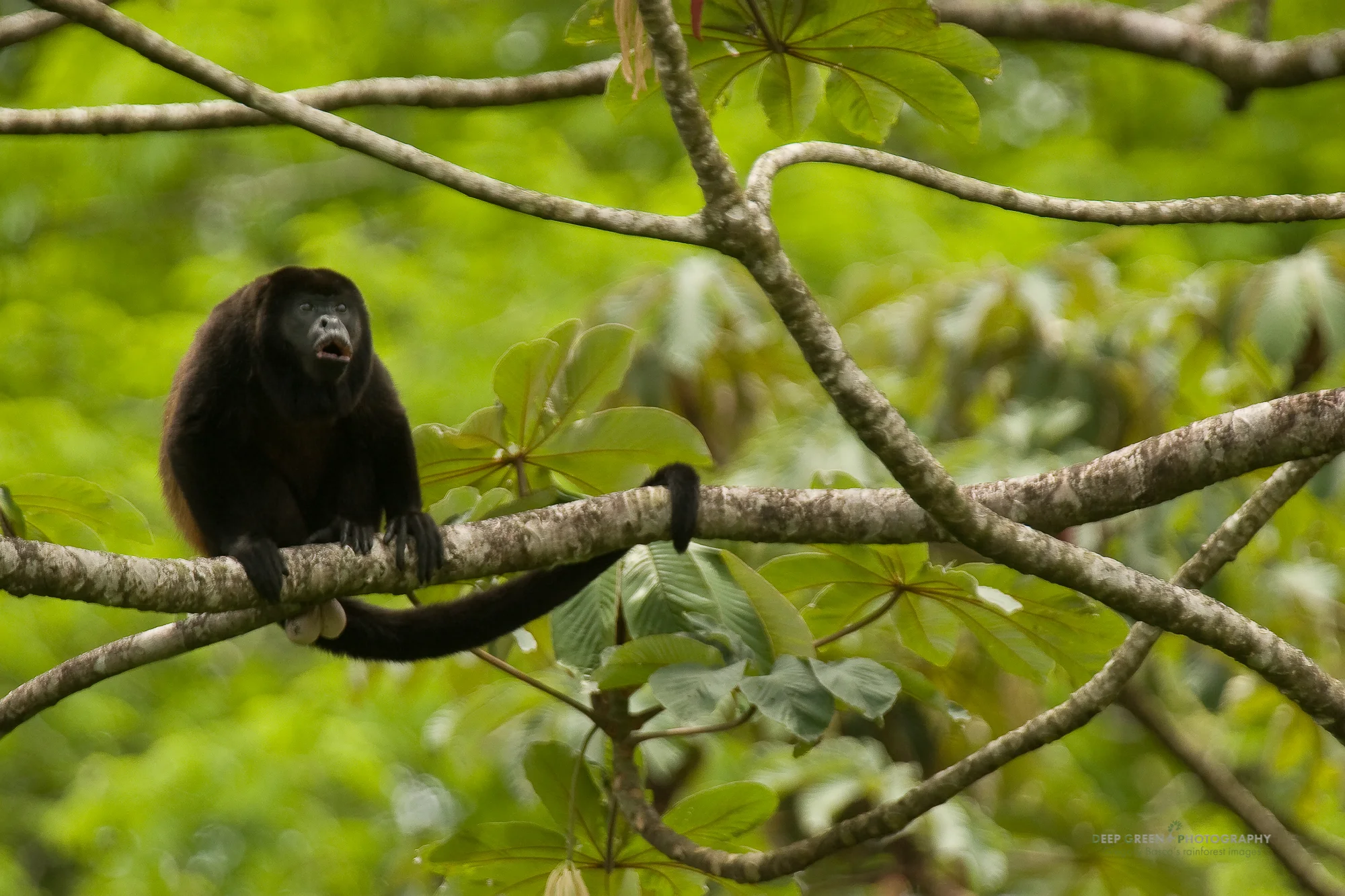 Mantled howler monkey (Alouatta palliata) in Cecropia tree, Costa Rica