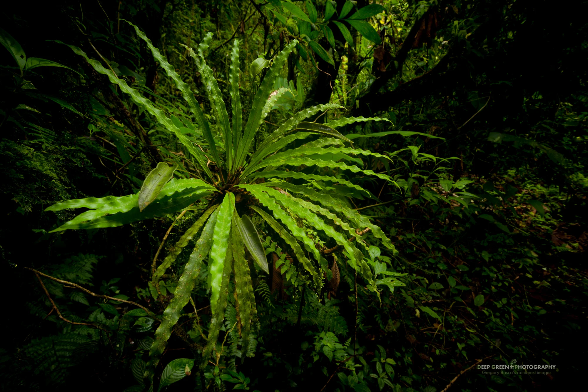 strap fern in the Monteverde Cloud Forest Preserve