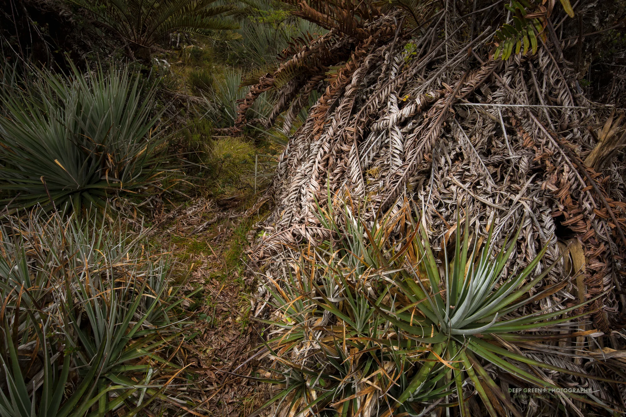 highland vegetation in Tapanti National Park