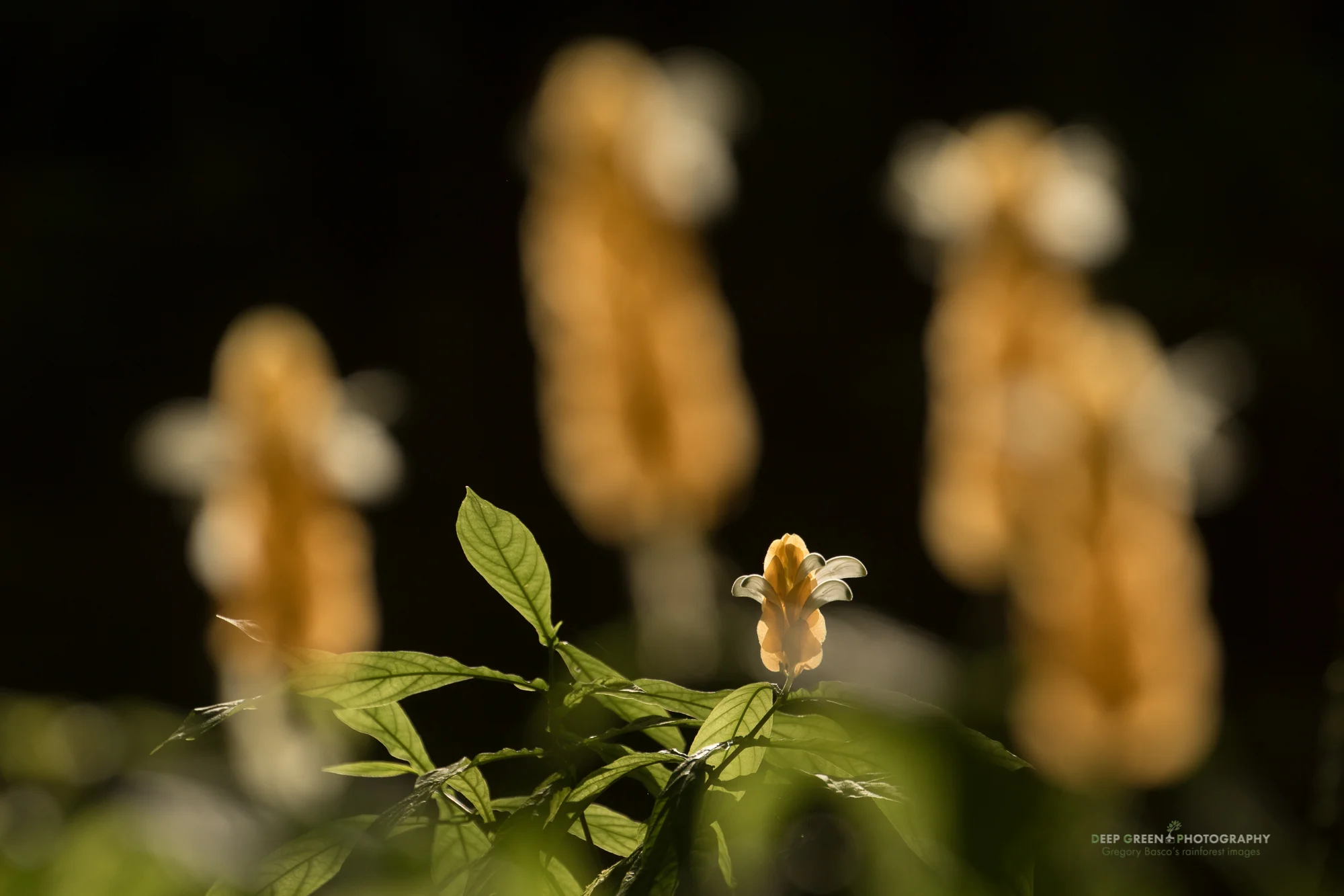 backlit golden shrimp plant in lowland rainforest