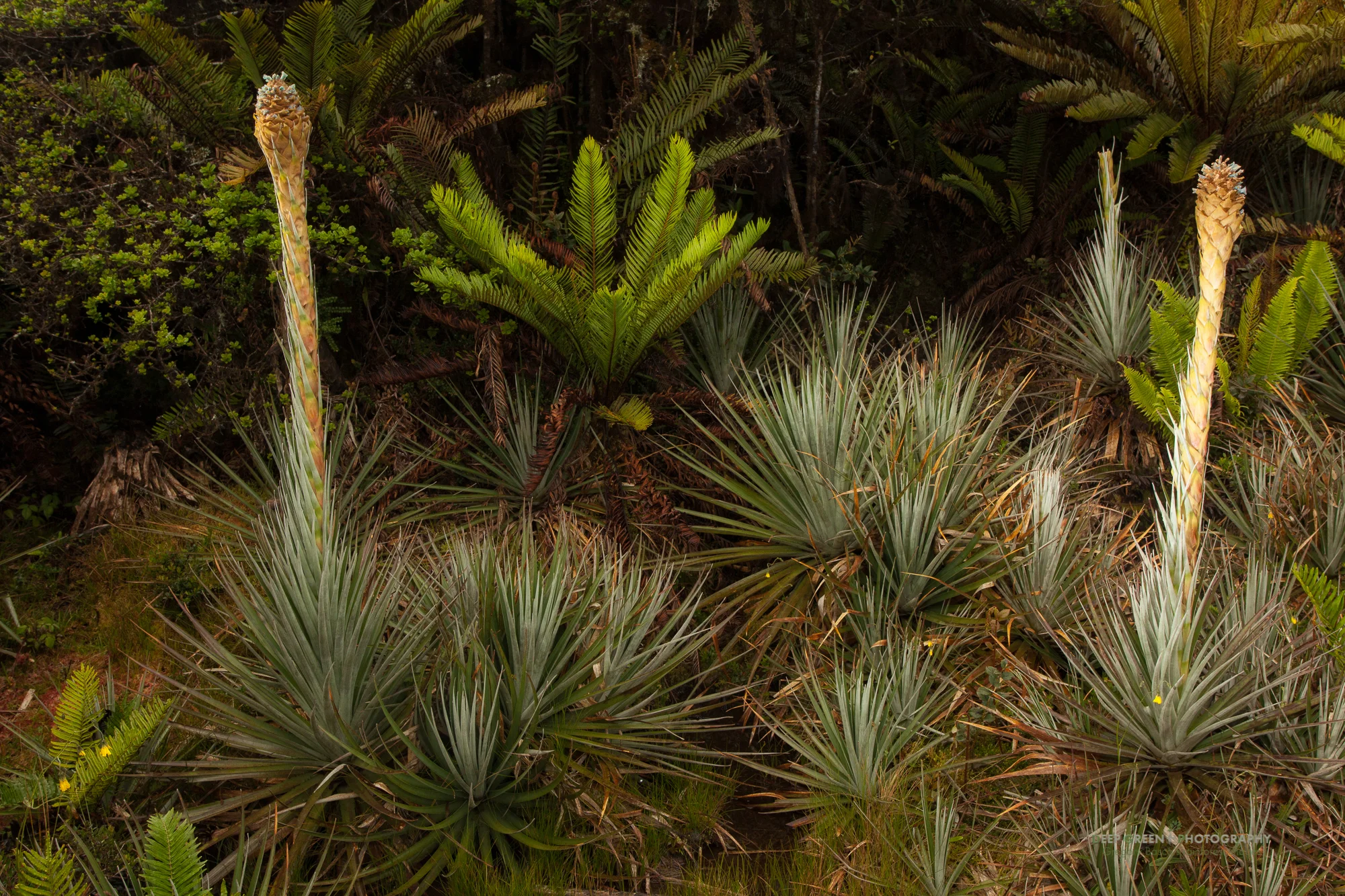 puya bromeliads grow in a highland swamp in the Tapanti National Park