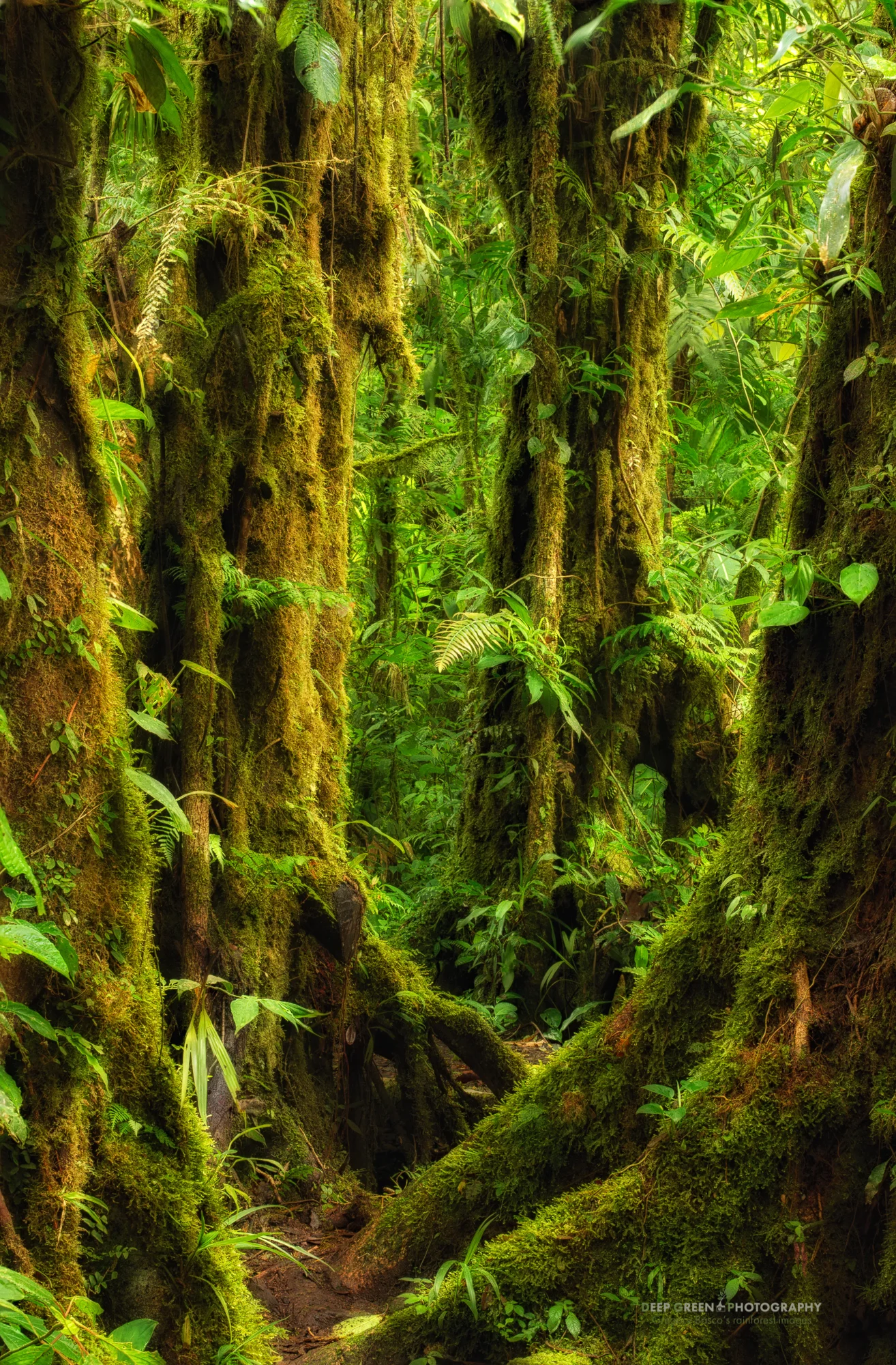 moss-covered oak trees in the Monteverde Cloud Forest Preserve