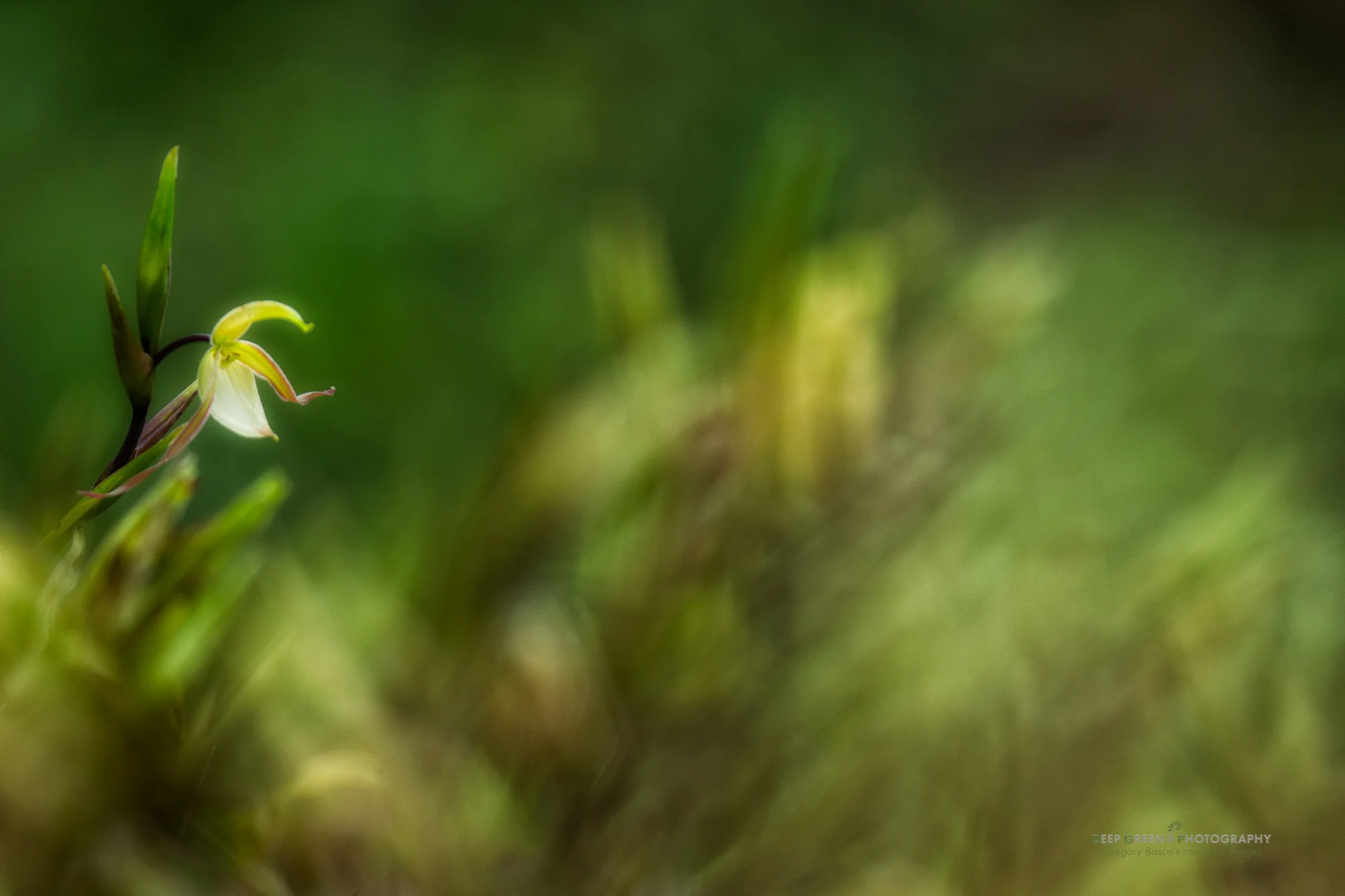a native ladyslipper orchid in the cloud forest
