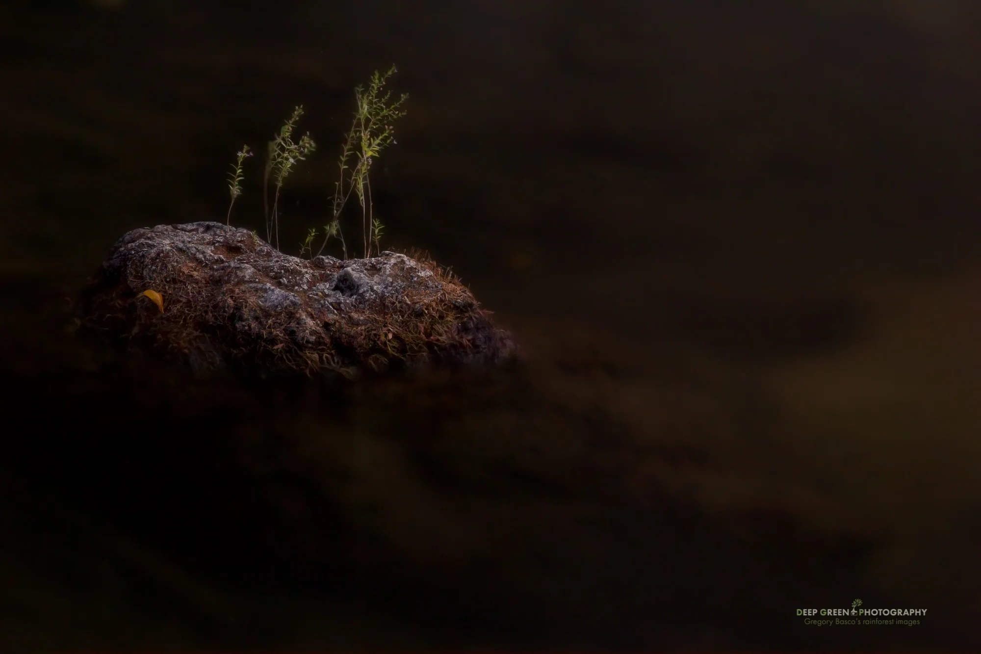 a rock in a dry forest river is home to hopeful plants