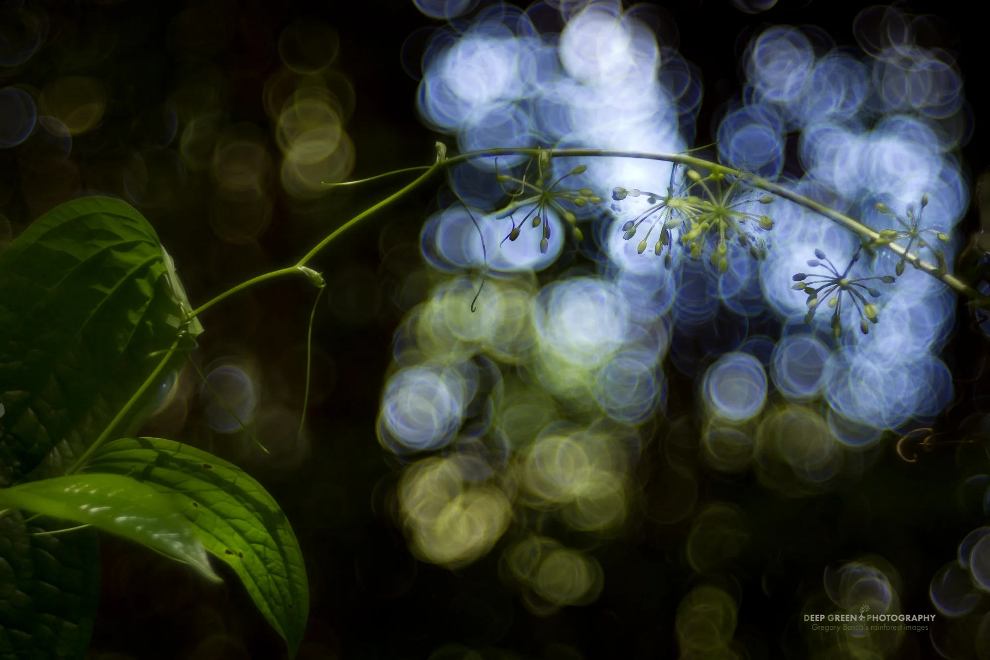 Members of the genus Smilax have been used for centuries as an herbal remedy and base for root beers. The Smilax vines in Costa Rican cloud forests can form nearly impenetrable thickets, but the plants are highly sought as cures for blood disorders and gout. I took this image in a Costa Rican cloud forest and wanted to show off the botanical features of the plant in an interesting way.