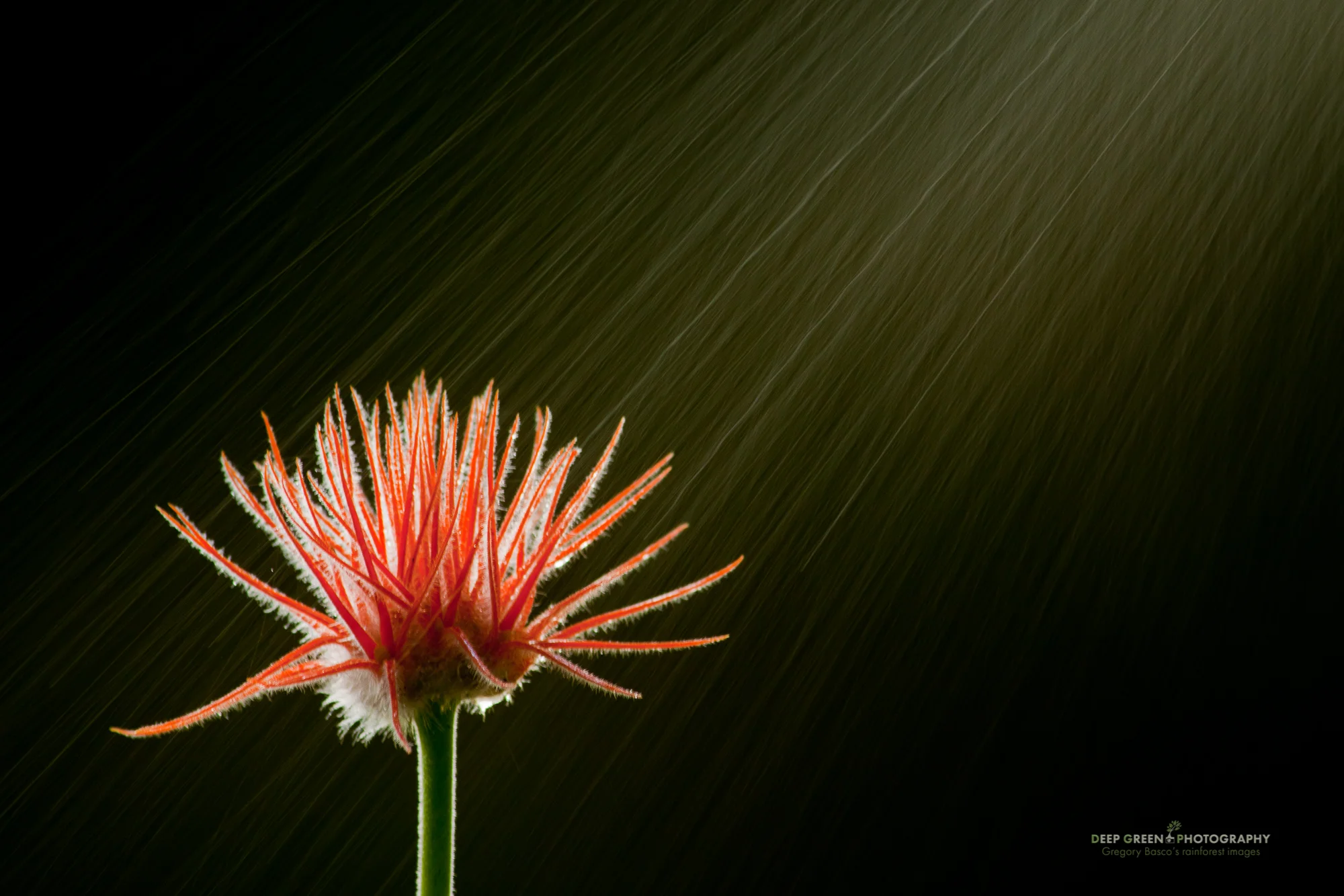 Rainforest cucumber flower (genus Gurania) and mist in a Costa Rican cloud forest