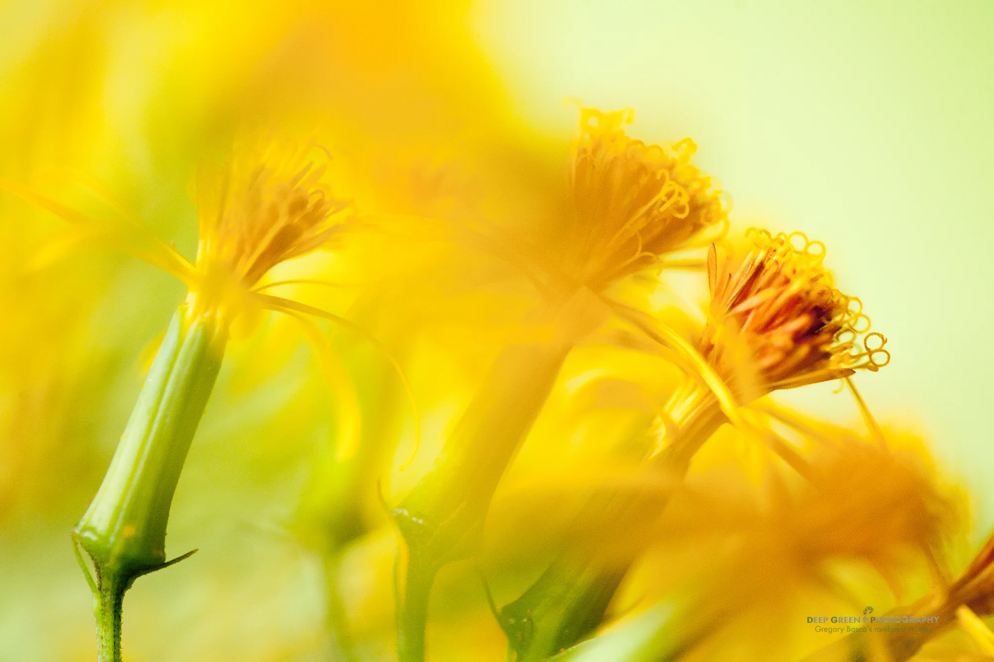 Aster flowers native to cloud forest light gap areas