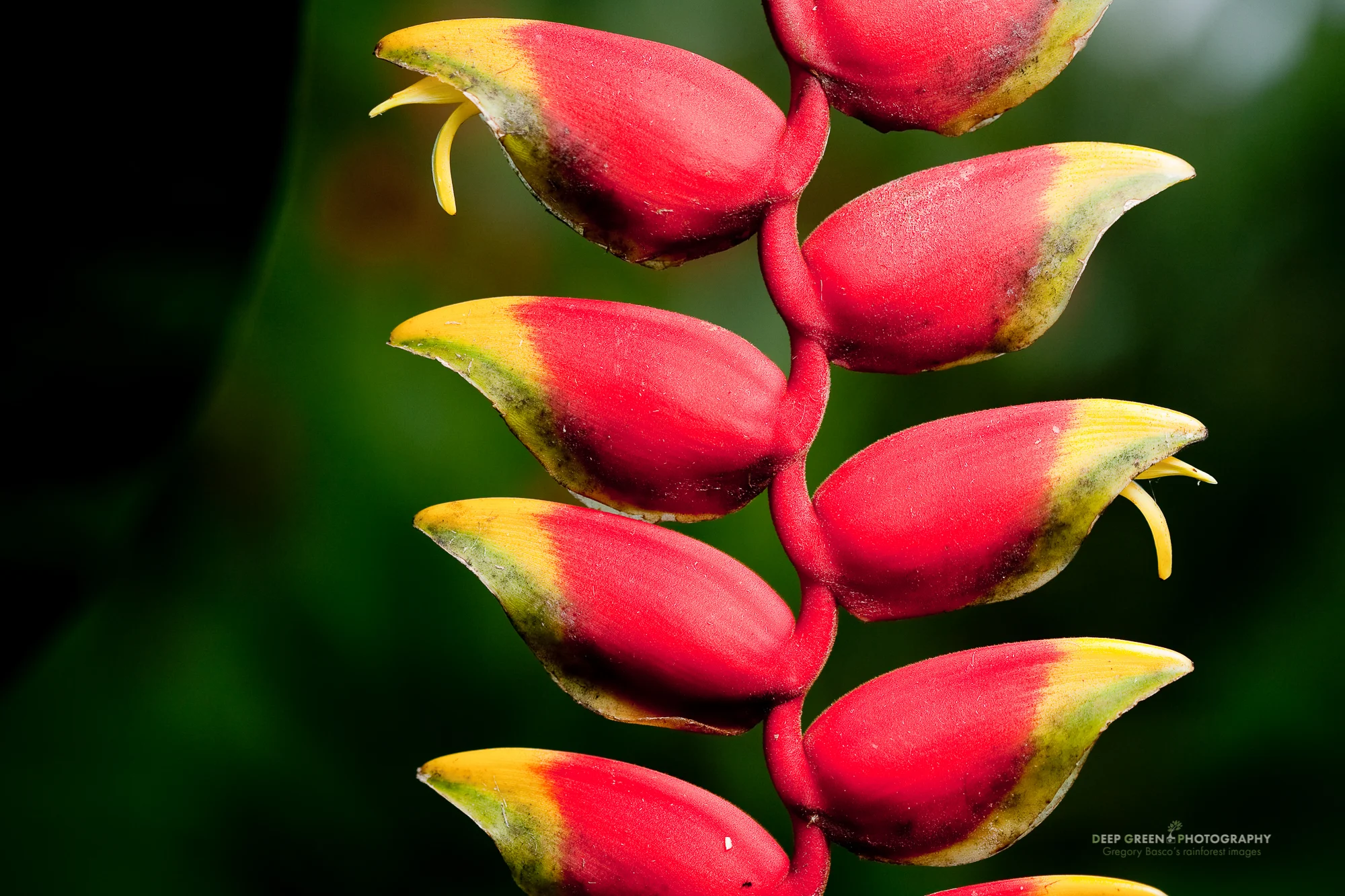 Lobster claw heliconia (Heliconia rostrata)