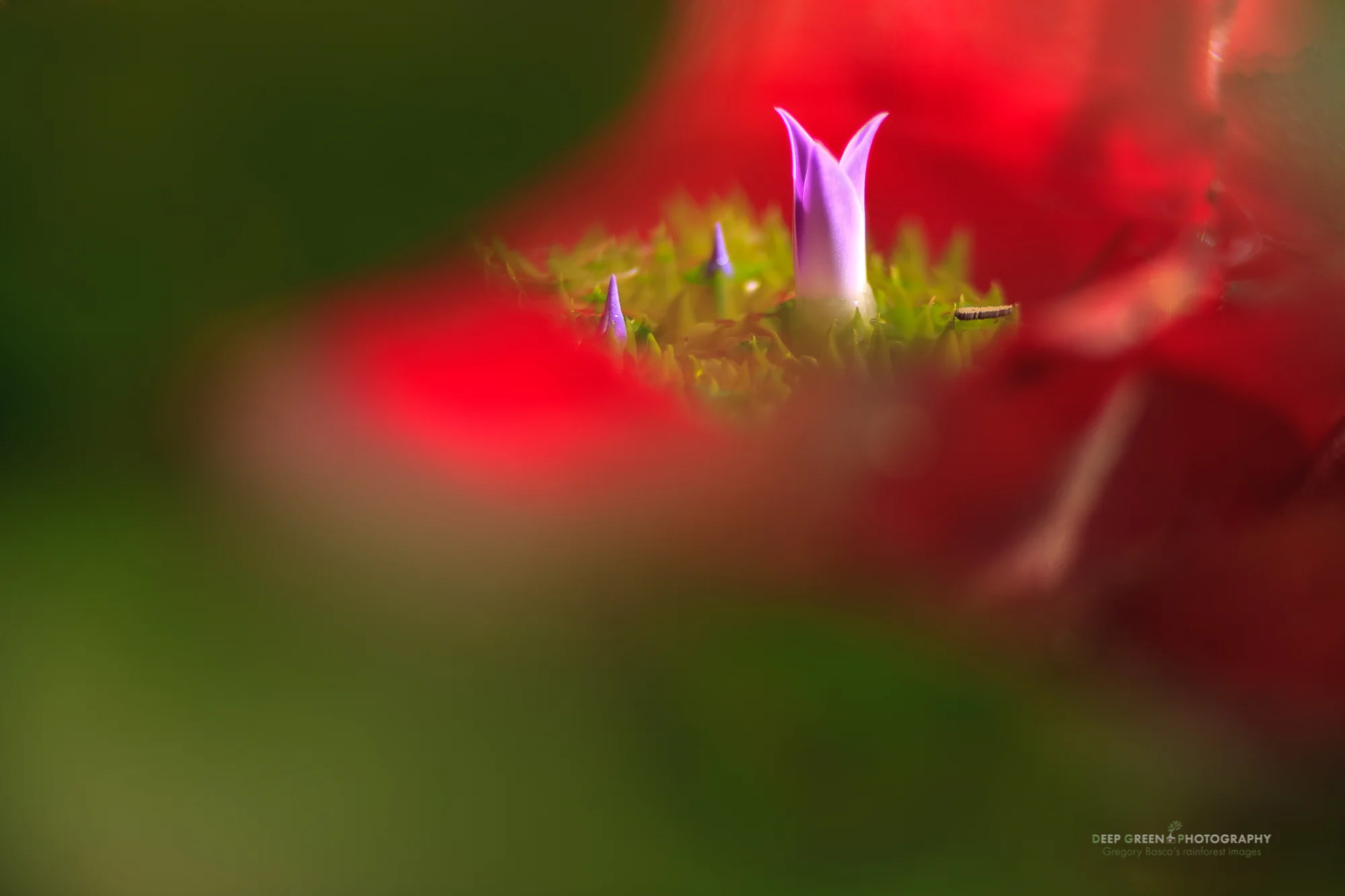 bromeliad flower near Arenal Volcano