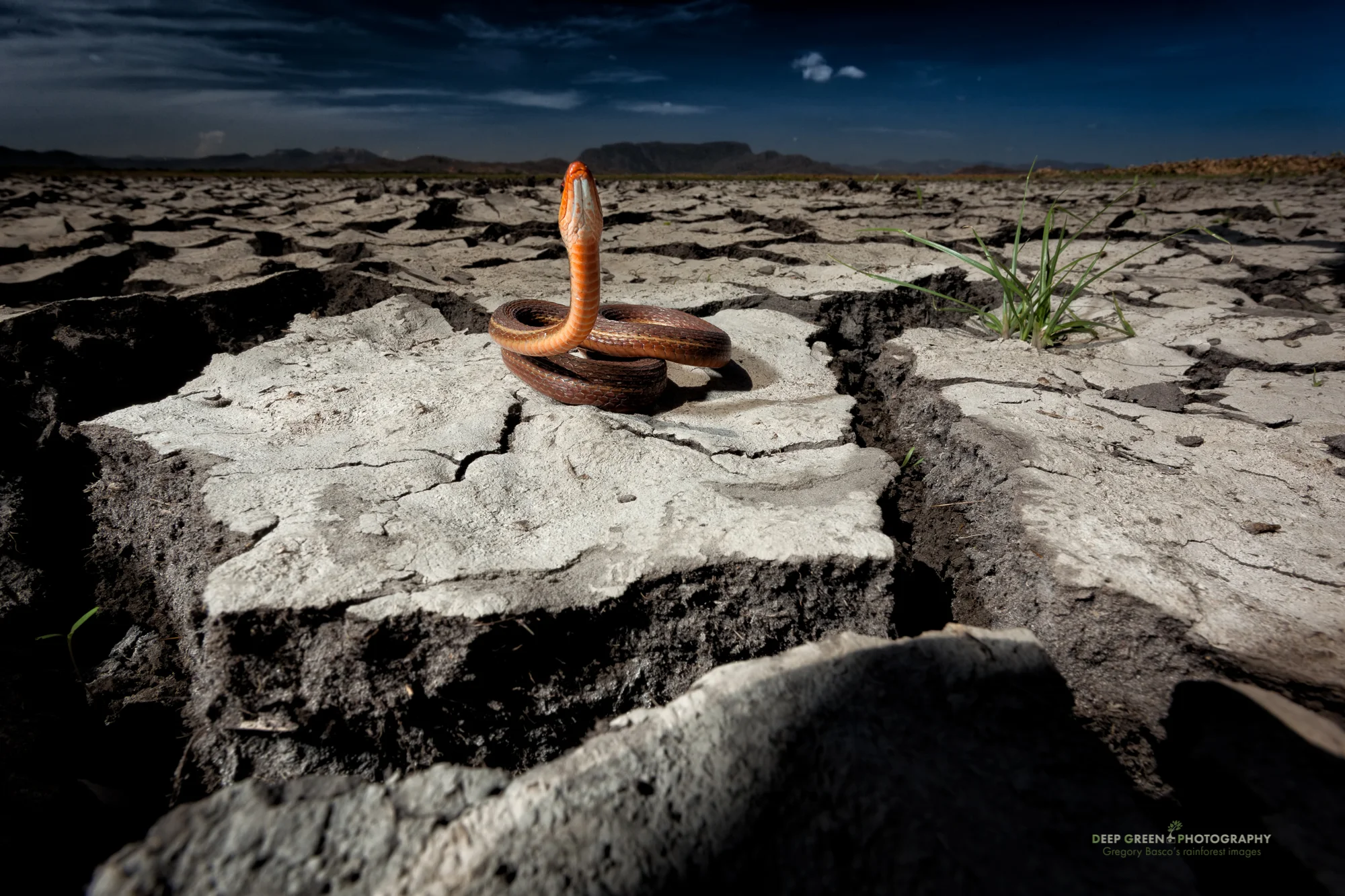 a salmon-bellied racer searches high and low for the last remaining snails in the cracked mud of Palo Verde National Park at the end of the dry season