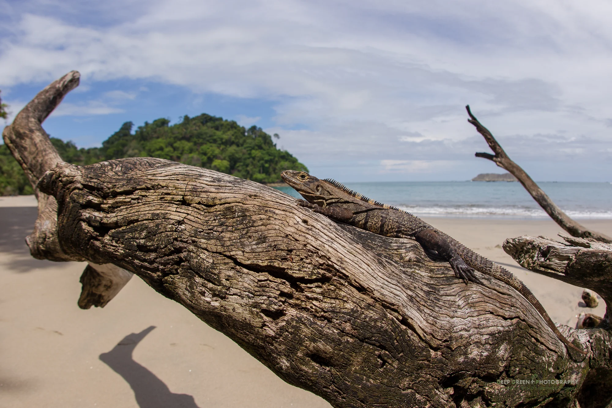 a ctenosaur or spiny-tailed iguana on driftwood in the Manuel Antonio National Park