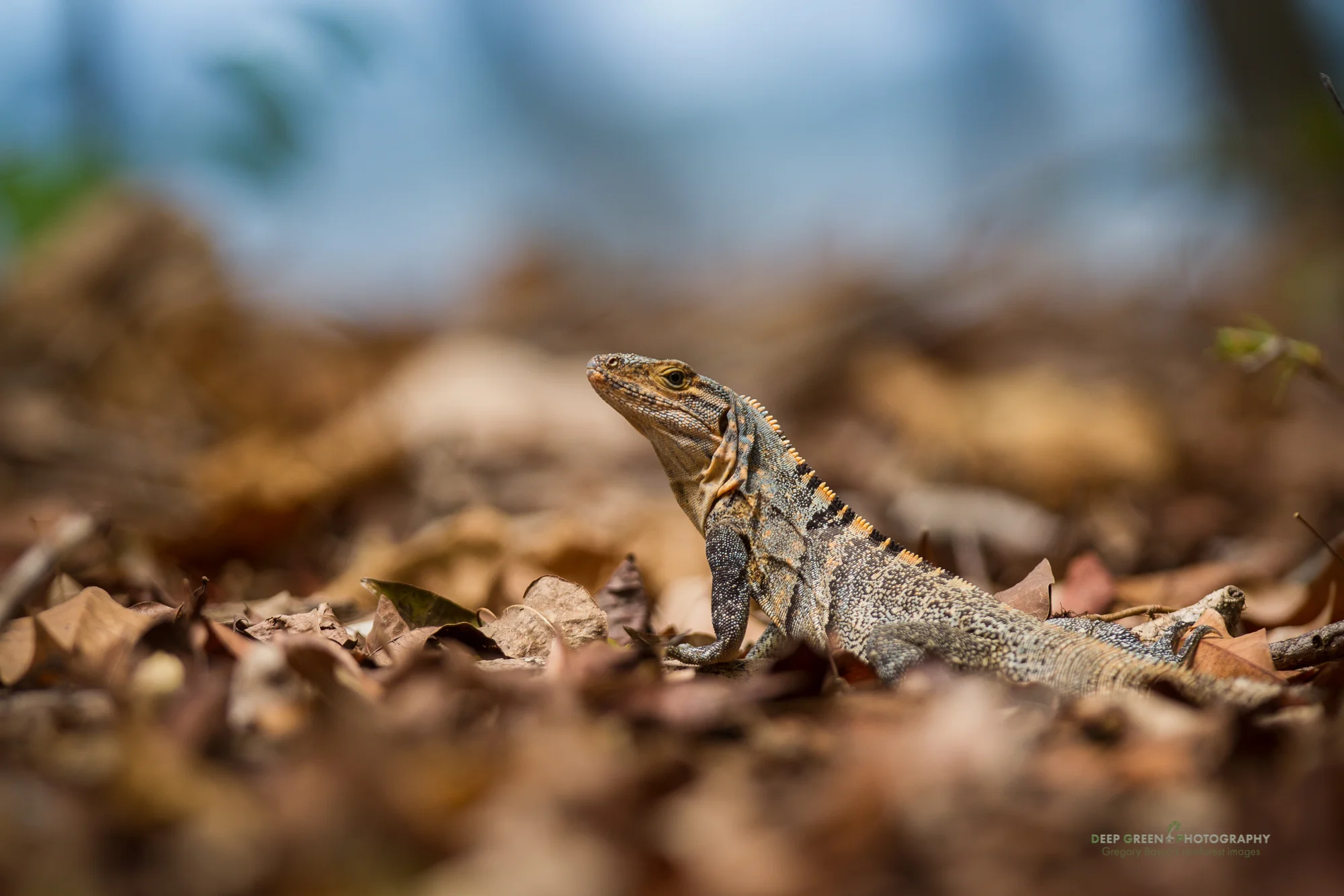 ctenosaur in Manuel Antonio National Park