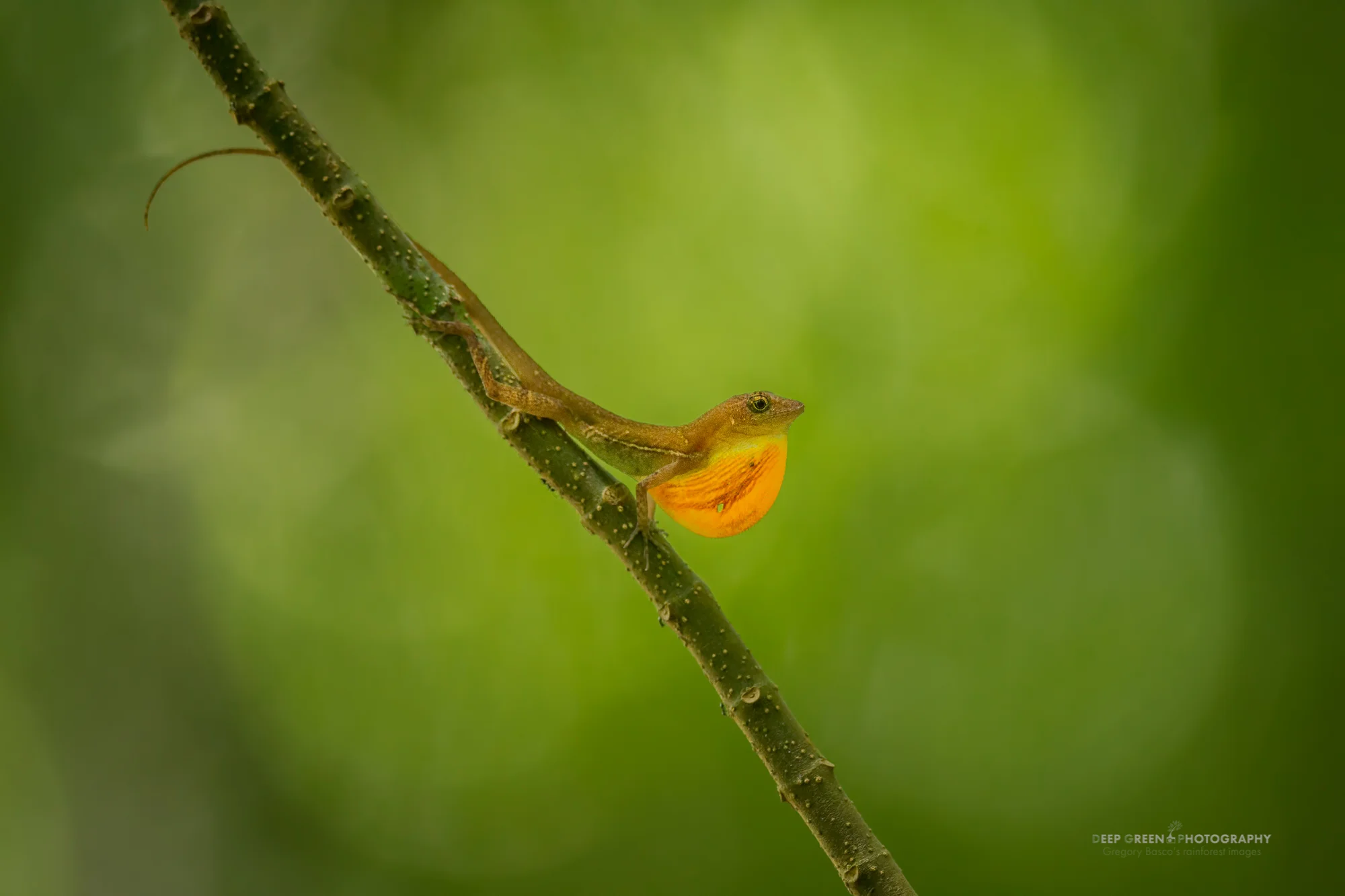 an anole lizard displays to attract a mate in the rainforest in Corcovado National Park