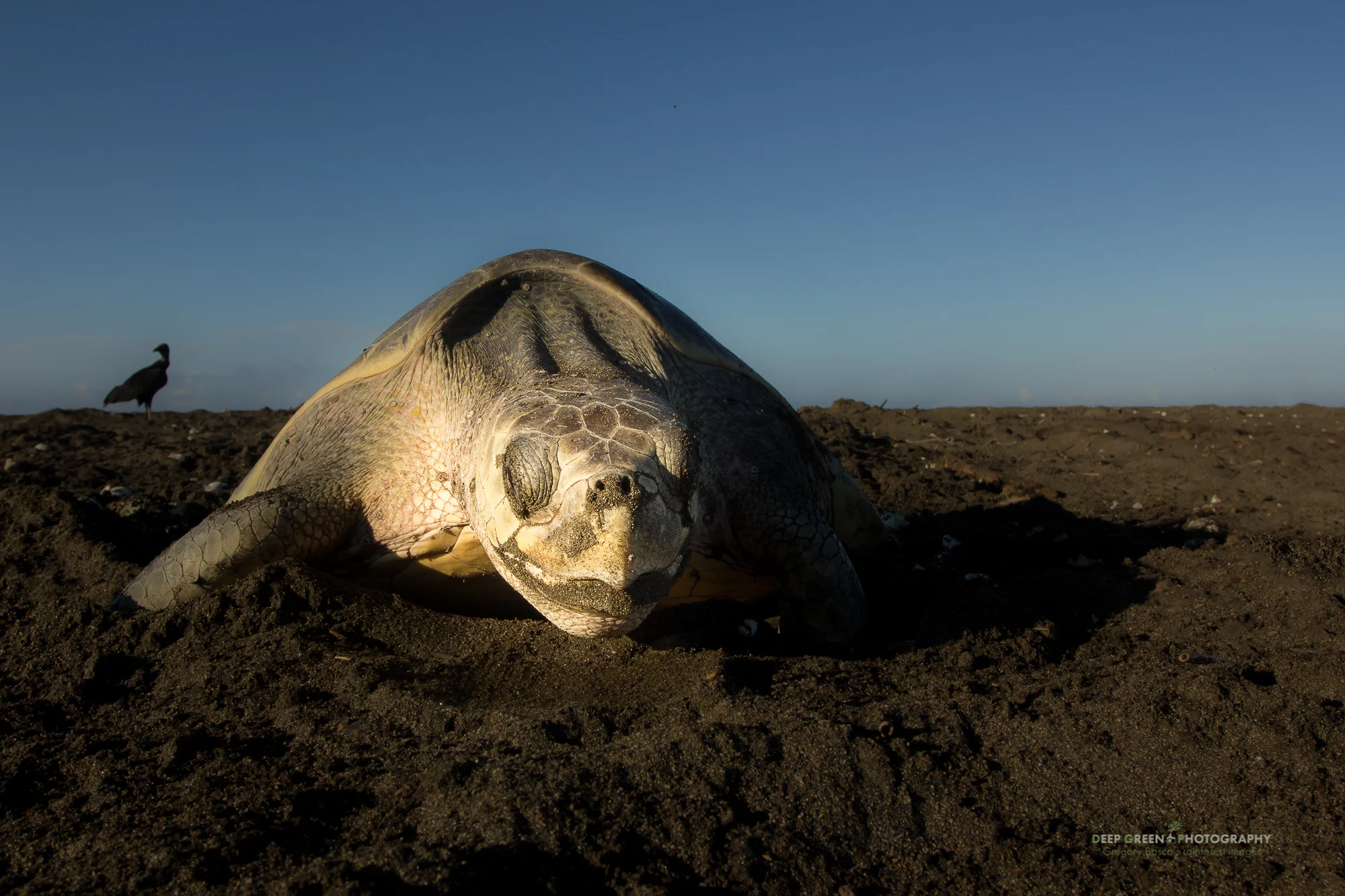 Olive ridley sea turtle (Lepidochelys olivacea) exhausting while laying eggs as the sun rises at Playa Ostional