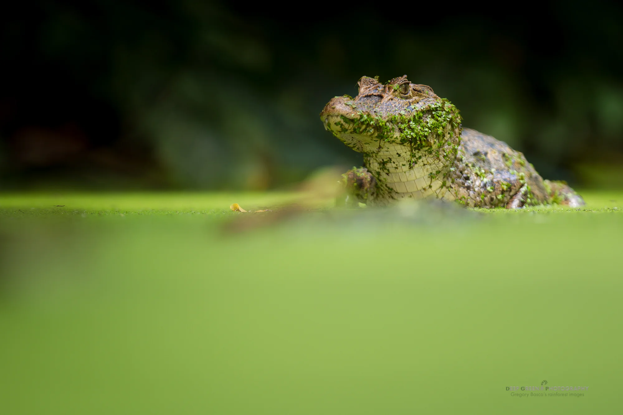 spectacled caiman