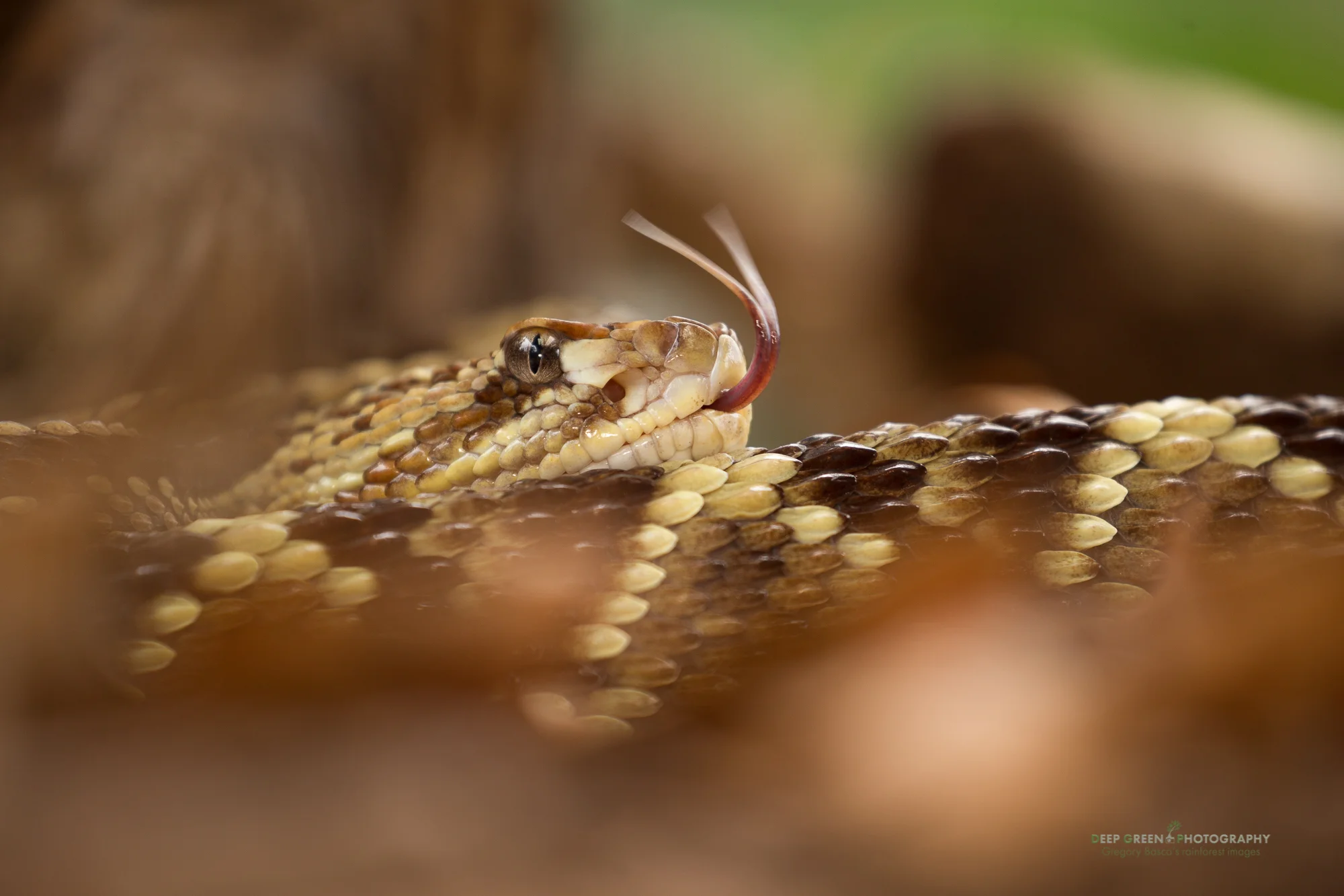 neotropical rattlesnake