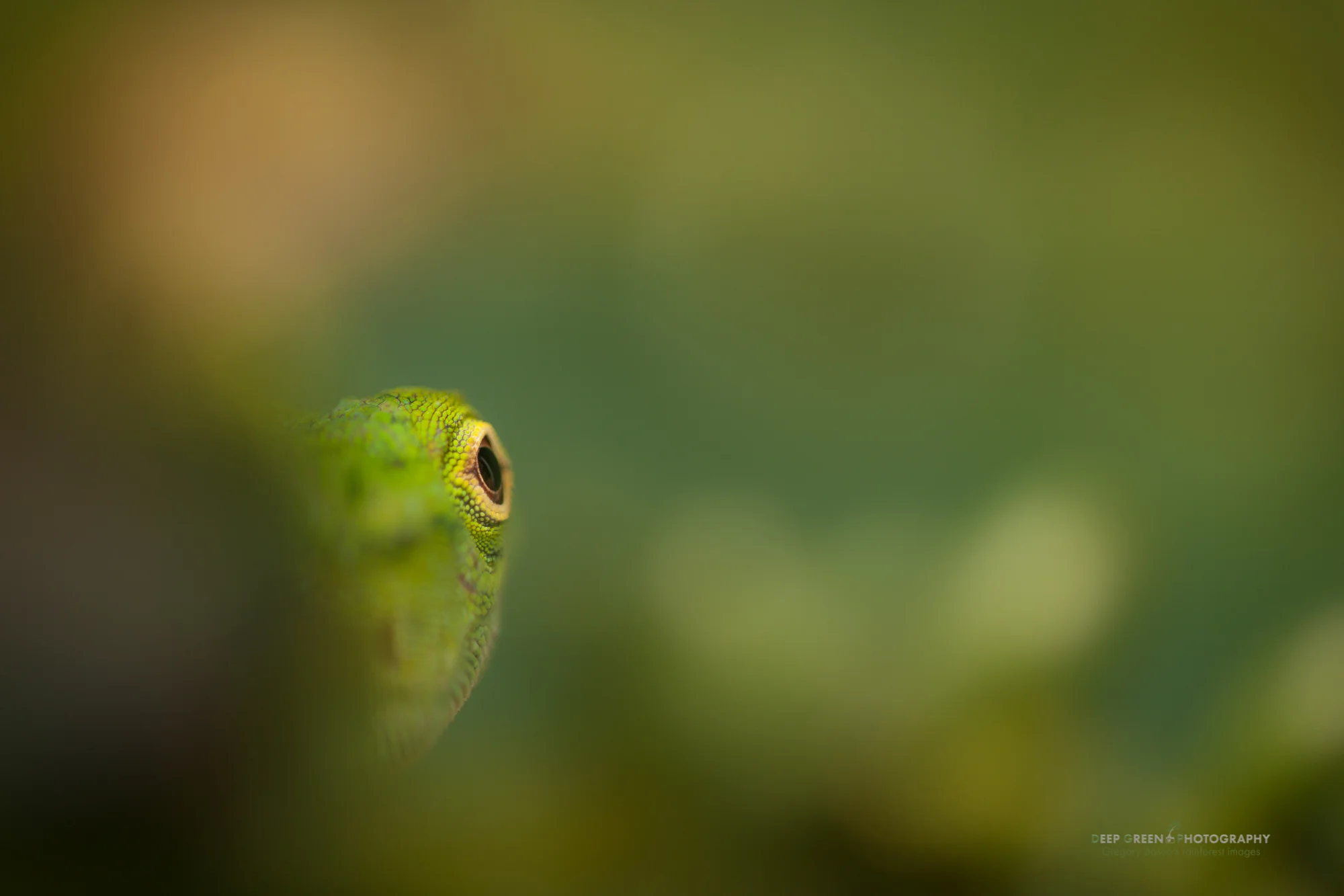 green tree anole